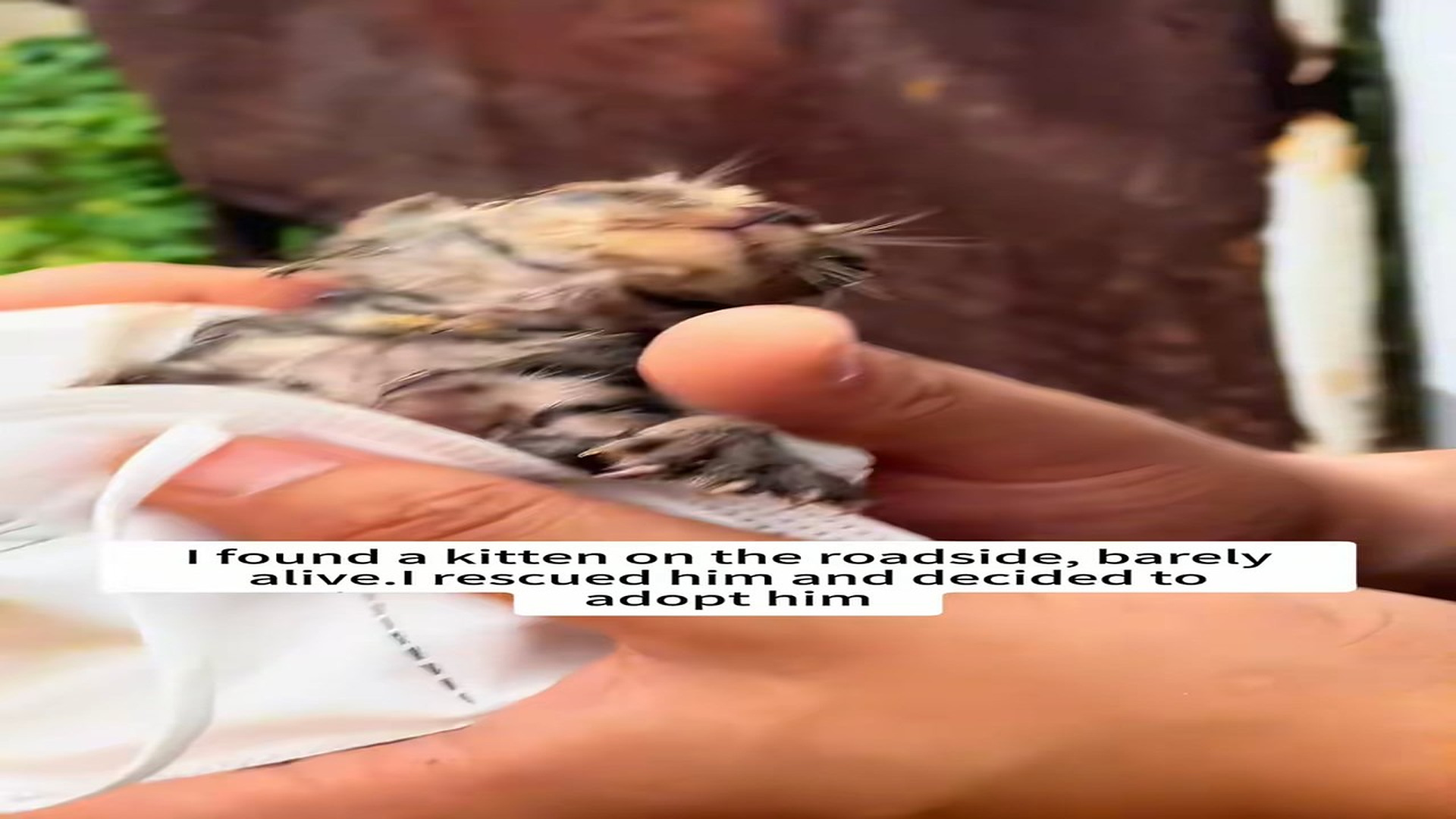 Full Story D1106001_found kitten on roadside, barely alive.I rescued him deci..._part 2