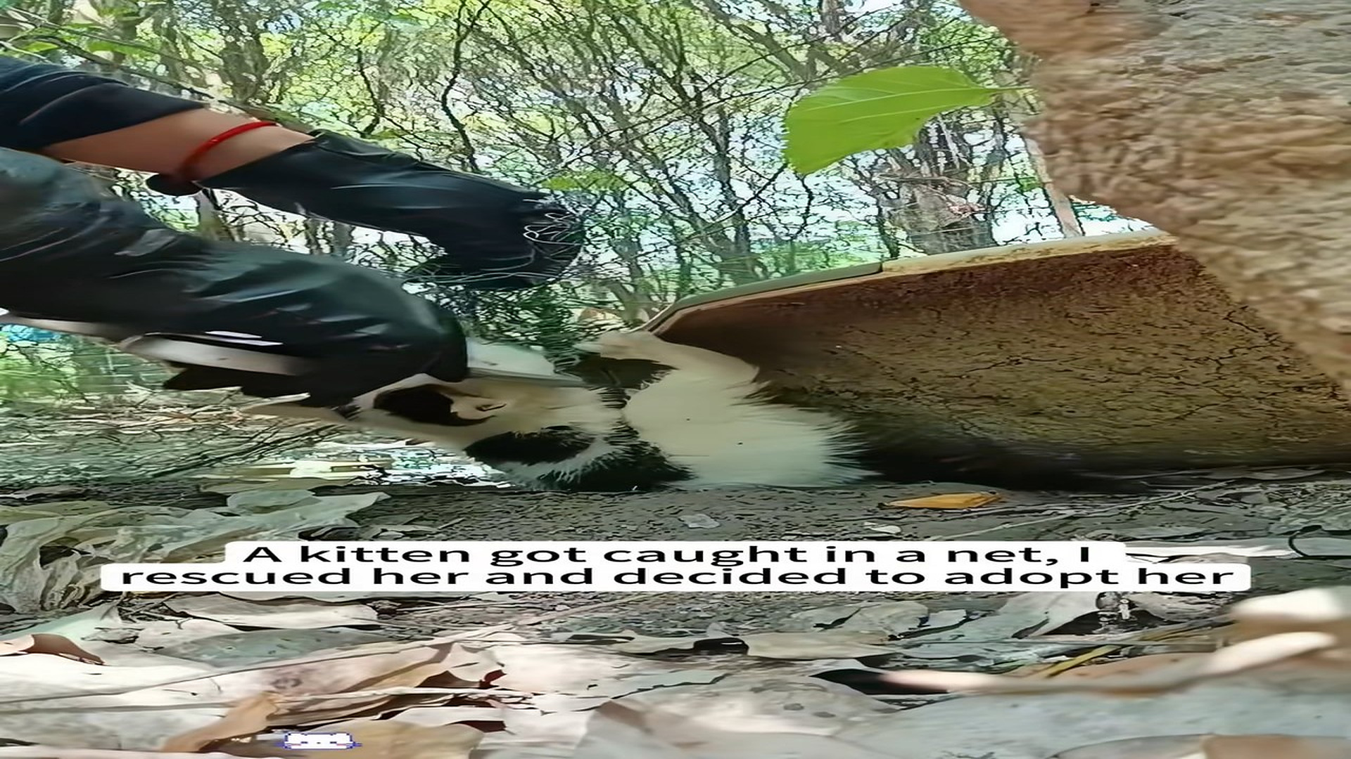 Full Story D1106001_kitten got caught in net, rescued her decided to adopt her..._part 2