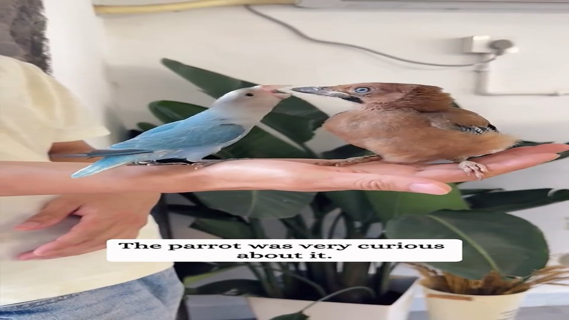 Full Story D1106004_Rescue poor bird #animals #fyp #rescue #save #animalsrescue #bird Pet Dreams_part 2