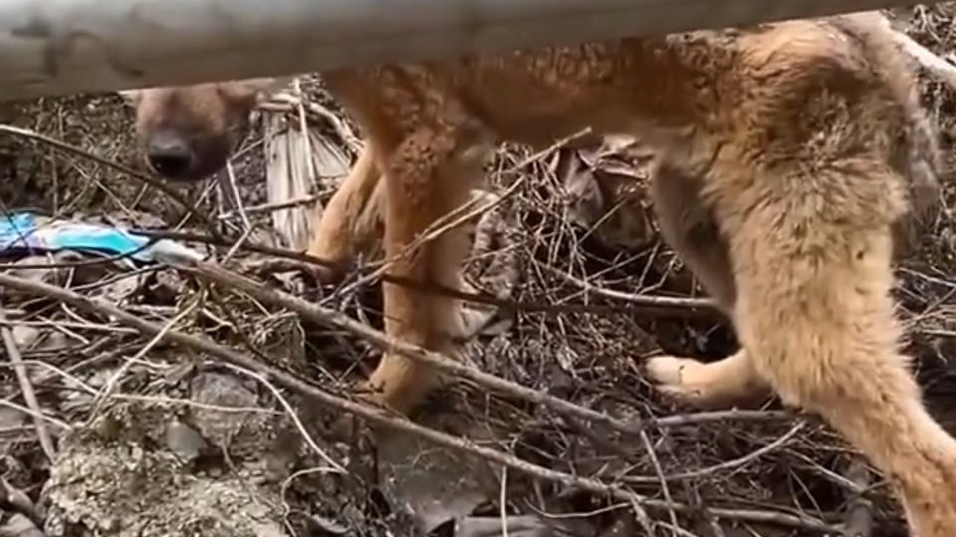 Full Story D1106009_#animals #rescue #dog #reacuecat #loveanimals Pet Dreams_part 2