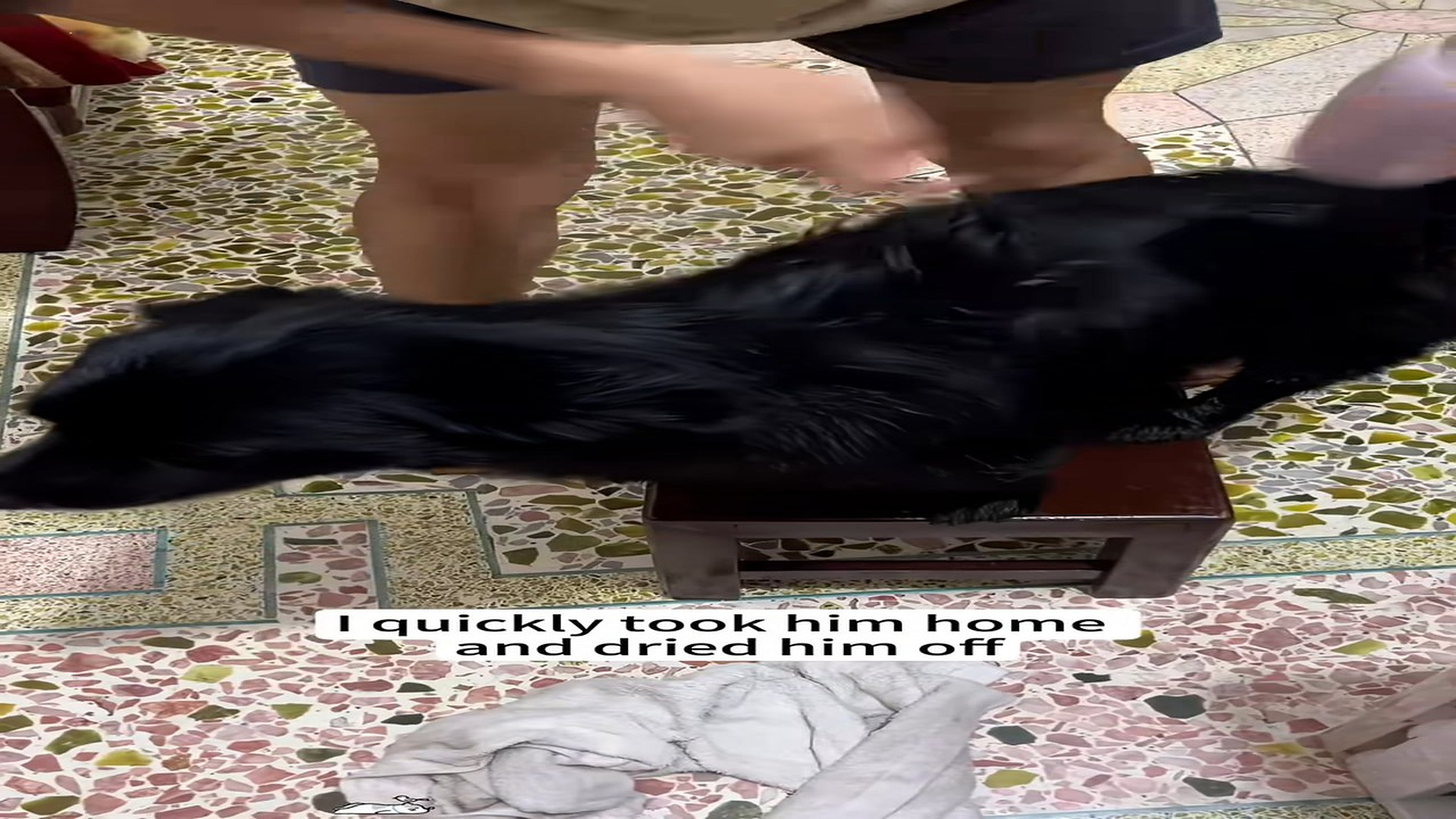 Full Story D1106011_little black dog fell into water, rescued him then... #d..._part 2