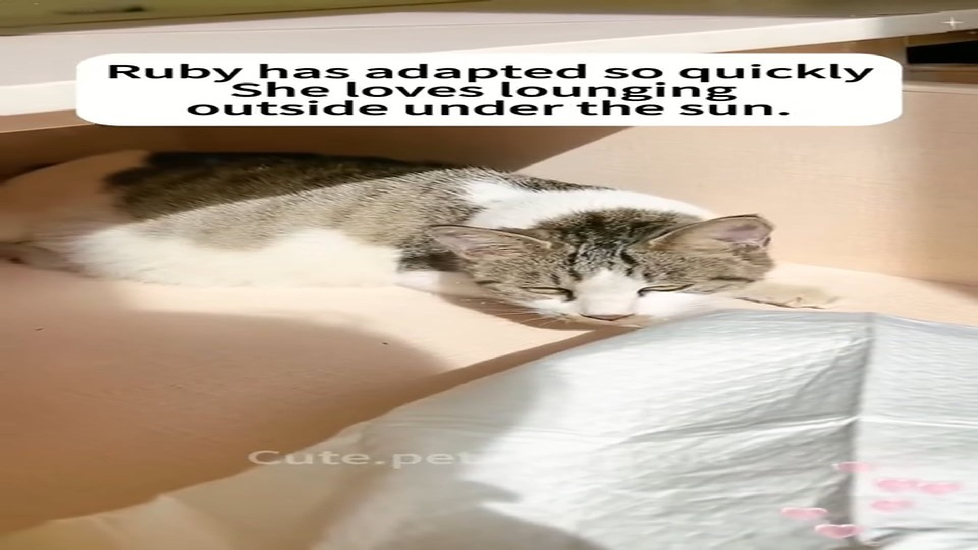 Full Story D1106015_Rescue stray cats#cats #catsoftiktok #rescueanimals #rescuecat #straycat #bonding #catslovers #love_part 2