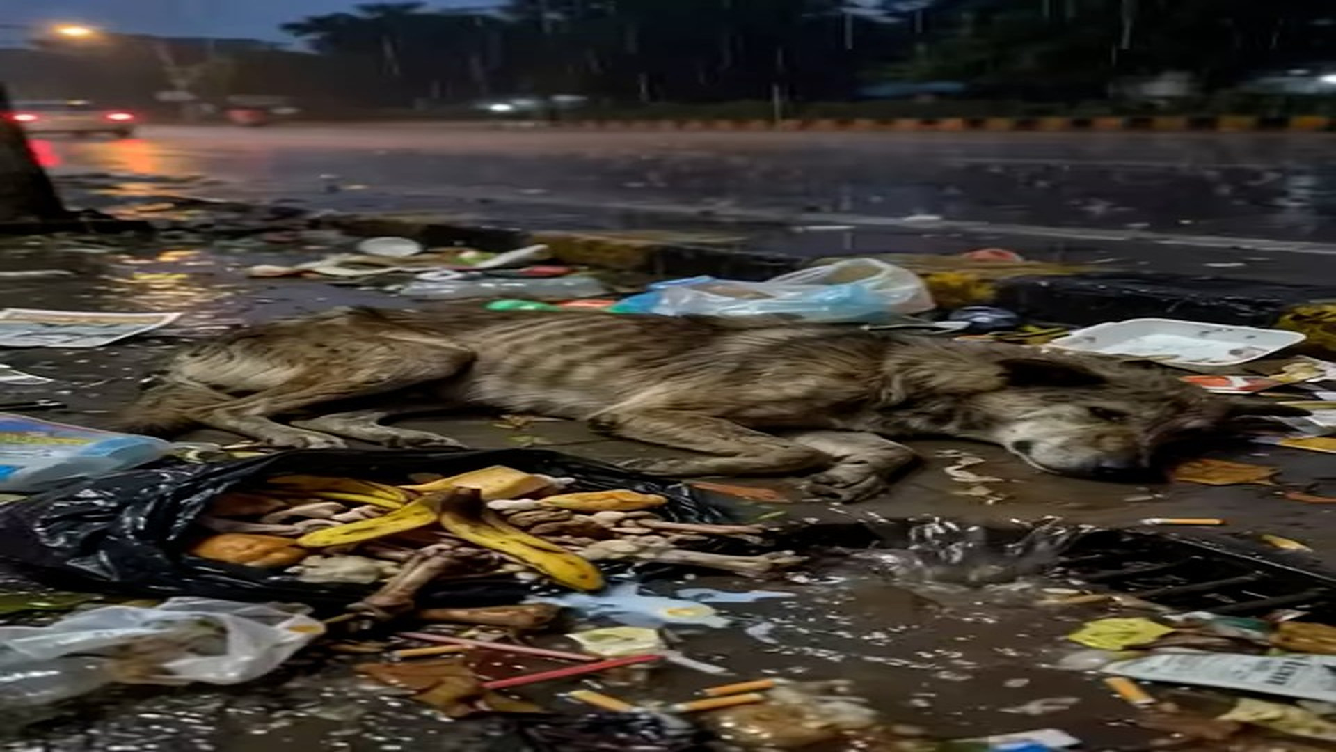 Full Story D1106005_reactions He Couldn Bark He Couldn Move Dog Was Waiting to Die Alone in Rain Covered in mud abandoned beside garbage, h