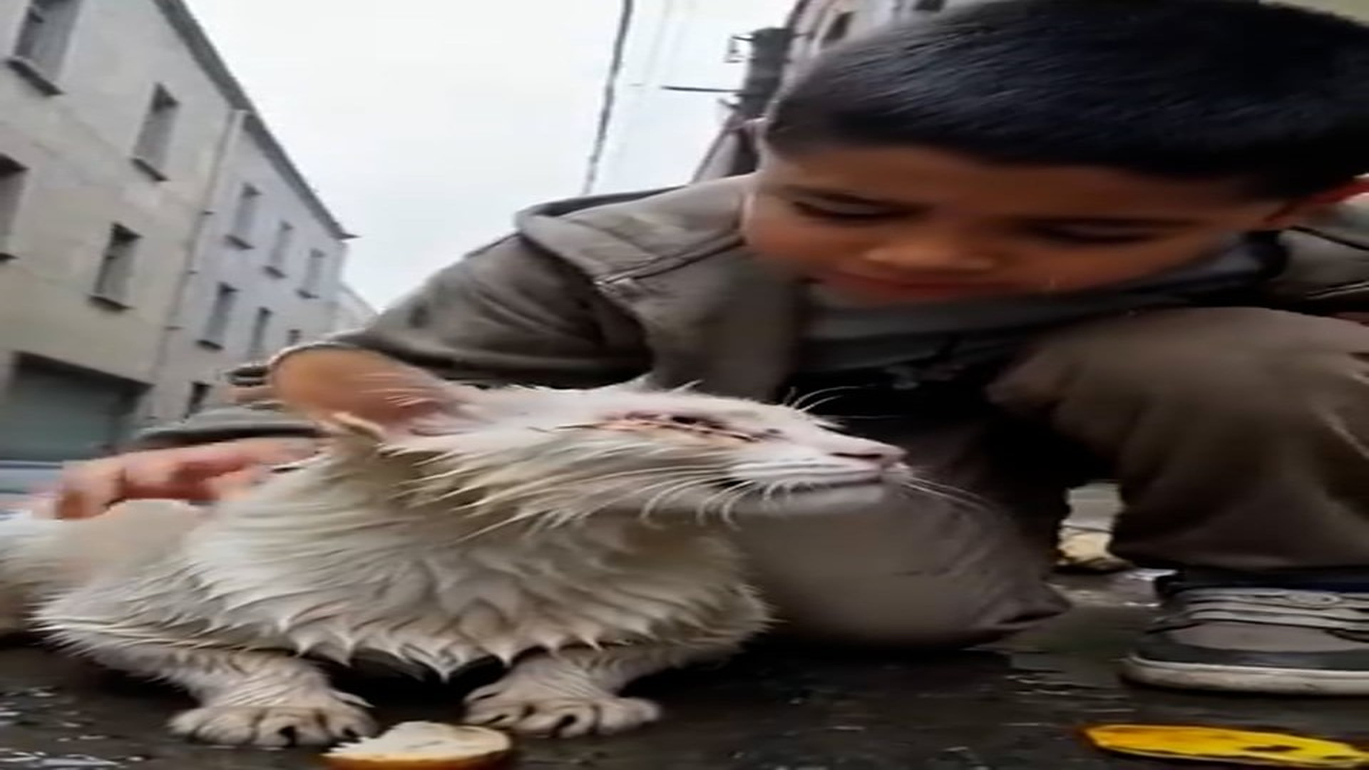 Full Story D1106008_reactions He Was Dying Alone in Mud Until One Boy Changed Everything forgotten street cat, injured starving in rain Nob
