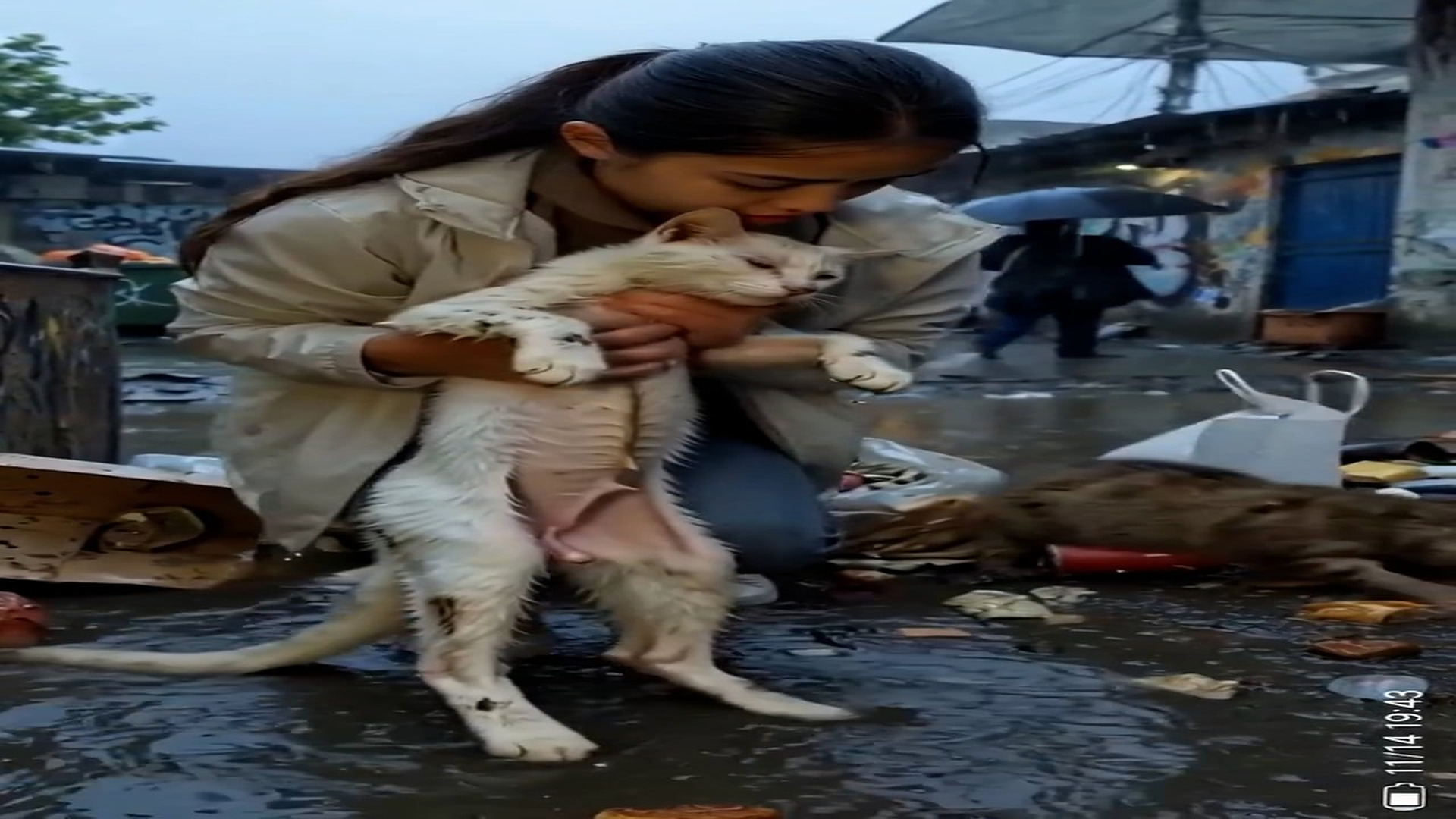 Full Story D1106009_reactions Starving Cat Was Sleeping in Garbage Nobody Cared Until One Stranger Stopped Cold, hungry, too weak to move t