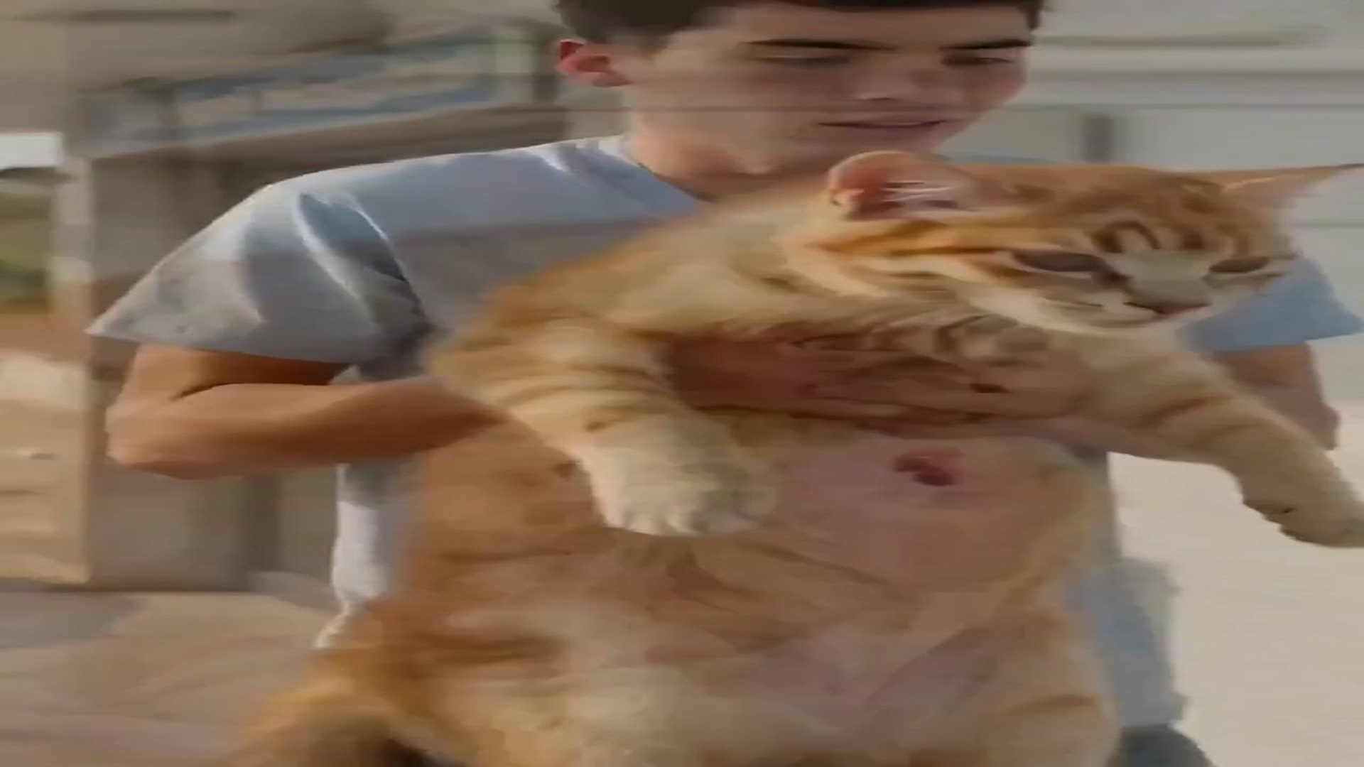 Full Story D1106023_reactions Pregnant Mother Cat Cried Help on Roadside helpless pregnant stray cat was lying on roadside, crying in pain