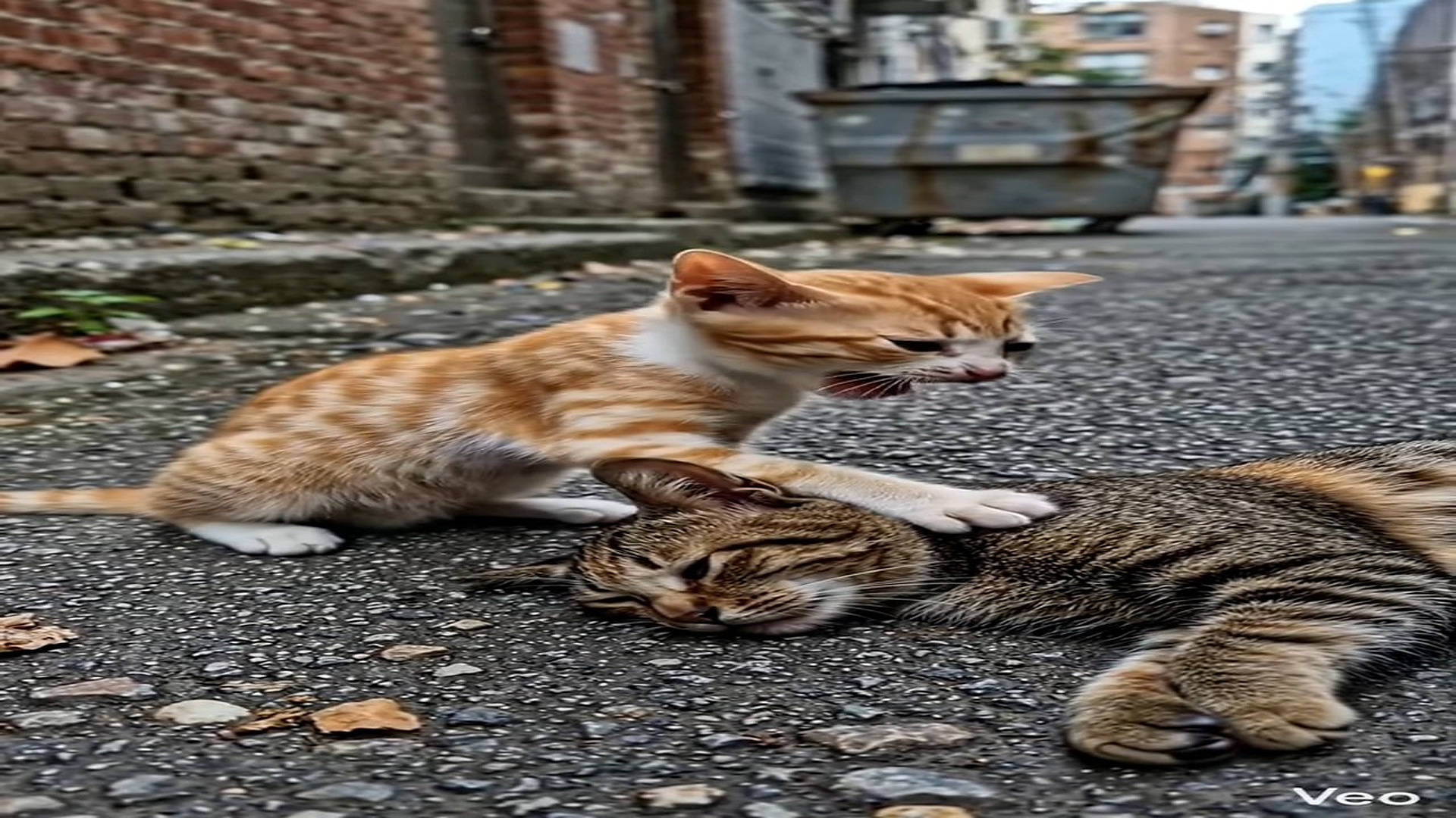 Full Story D1106029_tiny kitten crying its mother will anyone hear its pain #mothercat #love #survival #animalkingdom #catsofinstagram #nat