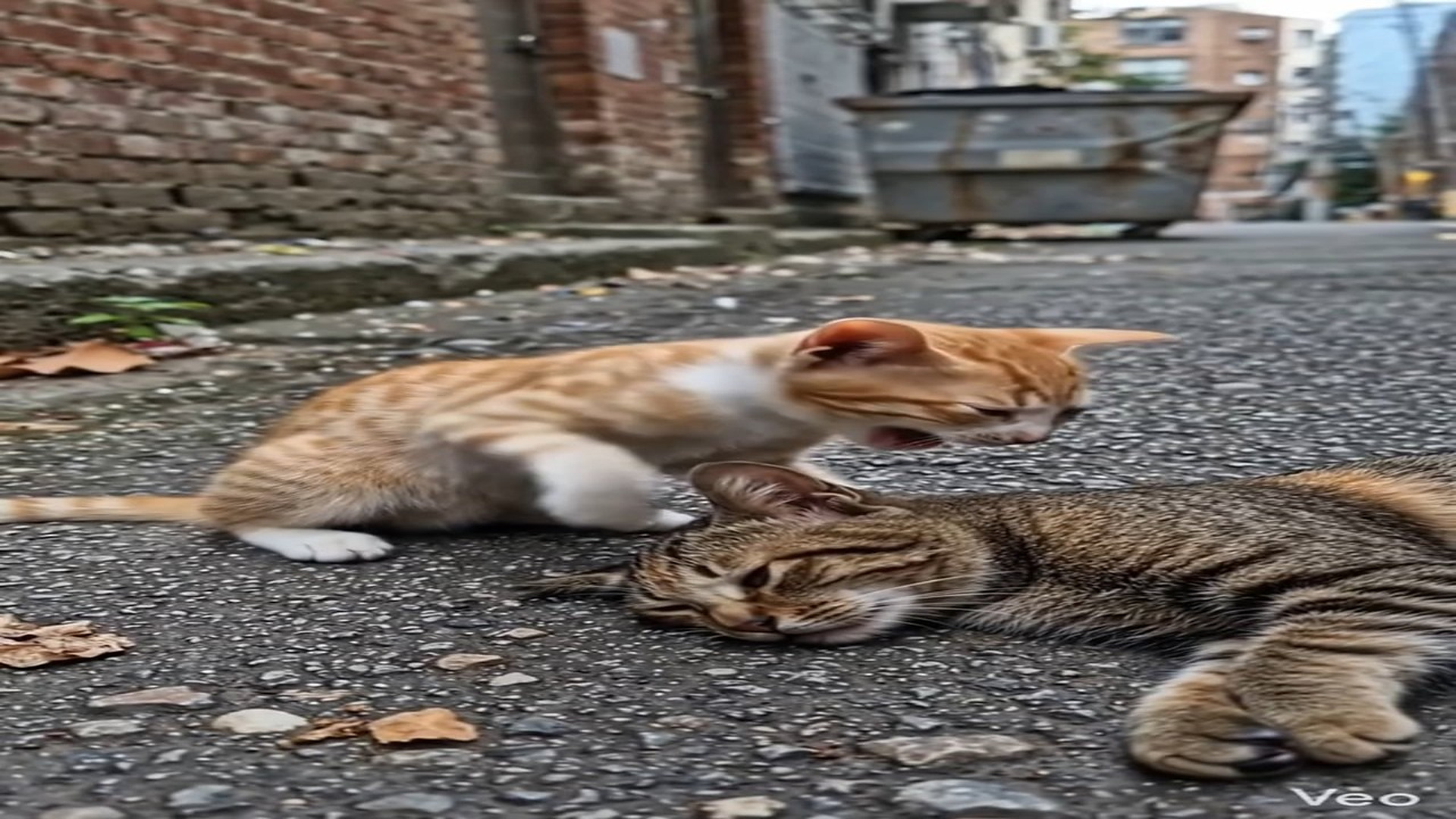 Full Story D1106032_reactions Helpless Kitten Crying Next to Her Dying Mother Then Soldier Did Something Incredible #cats #cat #kitten #kit
