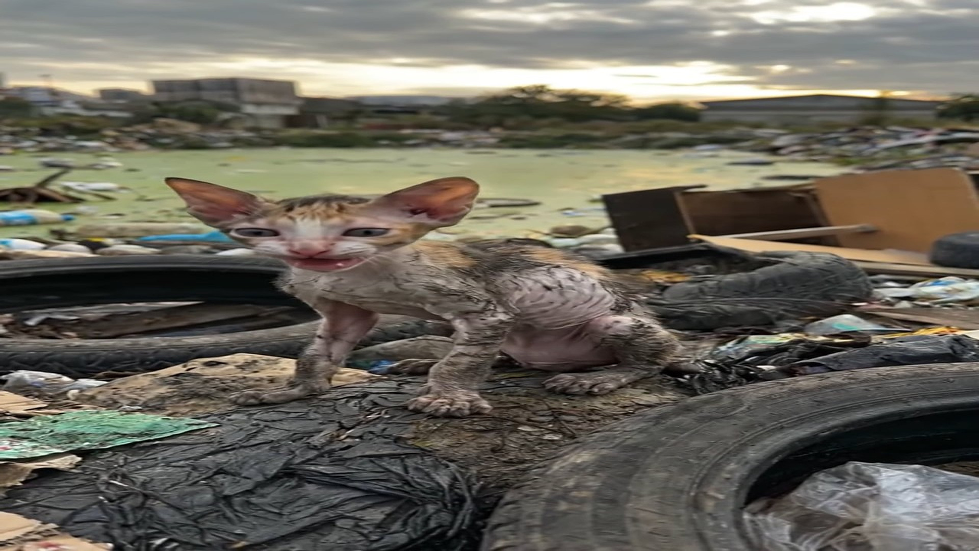 Full Story D1106042_reactions Nobody cares but it just wants food Please don ignore even little help can save life #cats #cat #kitten #kitt