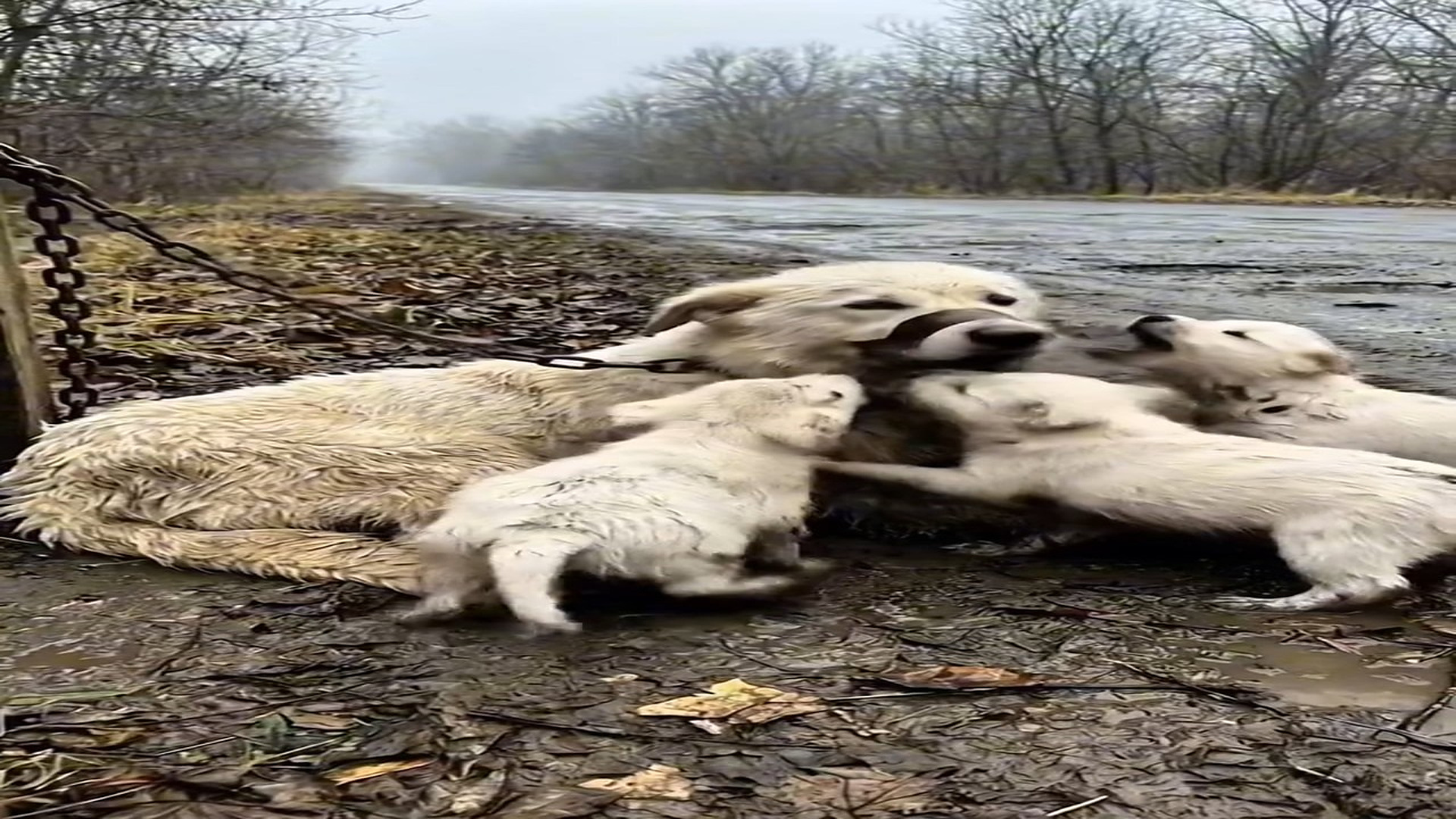 Full Story D0706016_Puppies Panic Beside Their Weak Mother mother lies helpless on muddy ground while her puppies cry, jump, panic around h