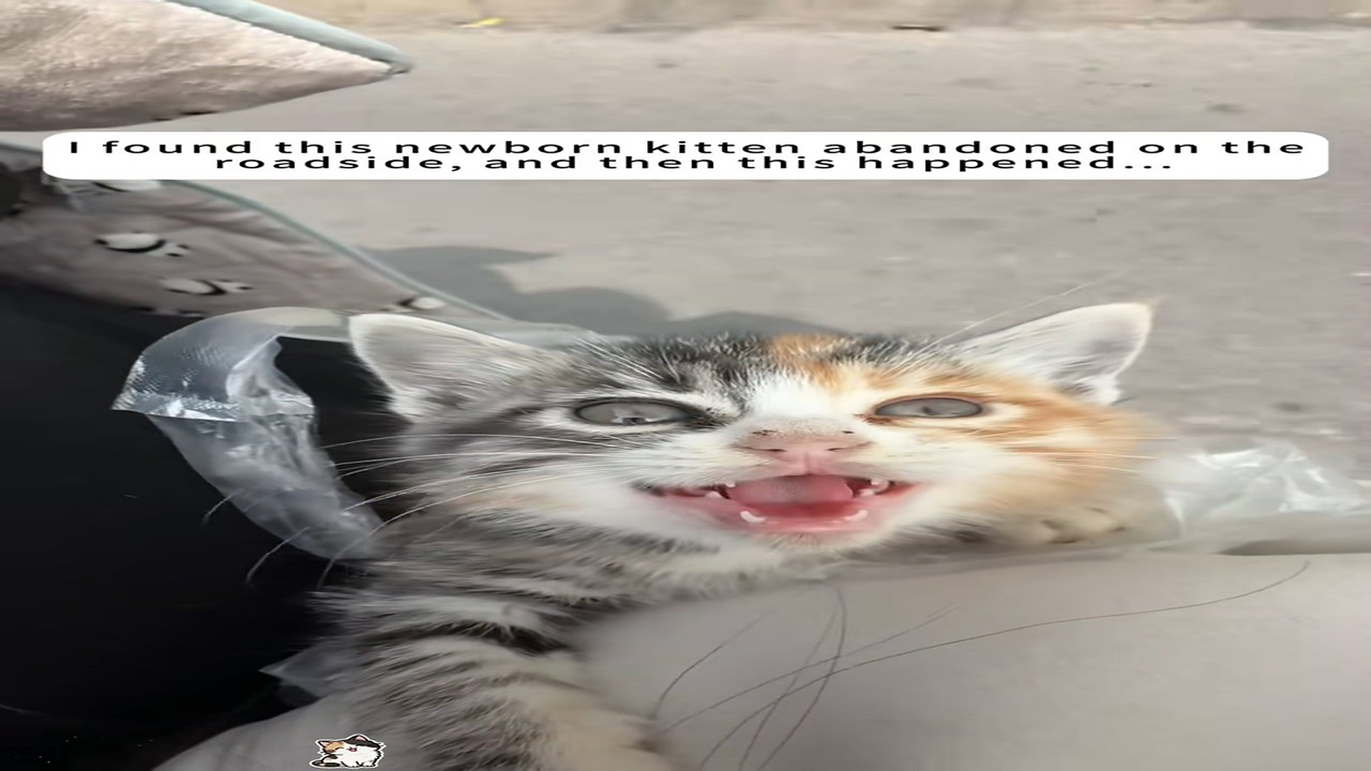 Full Story D1706012_found newborn kitten abandoned on roadside, then