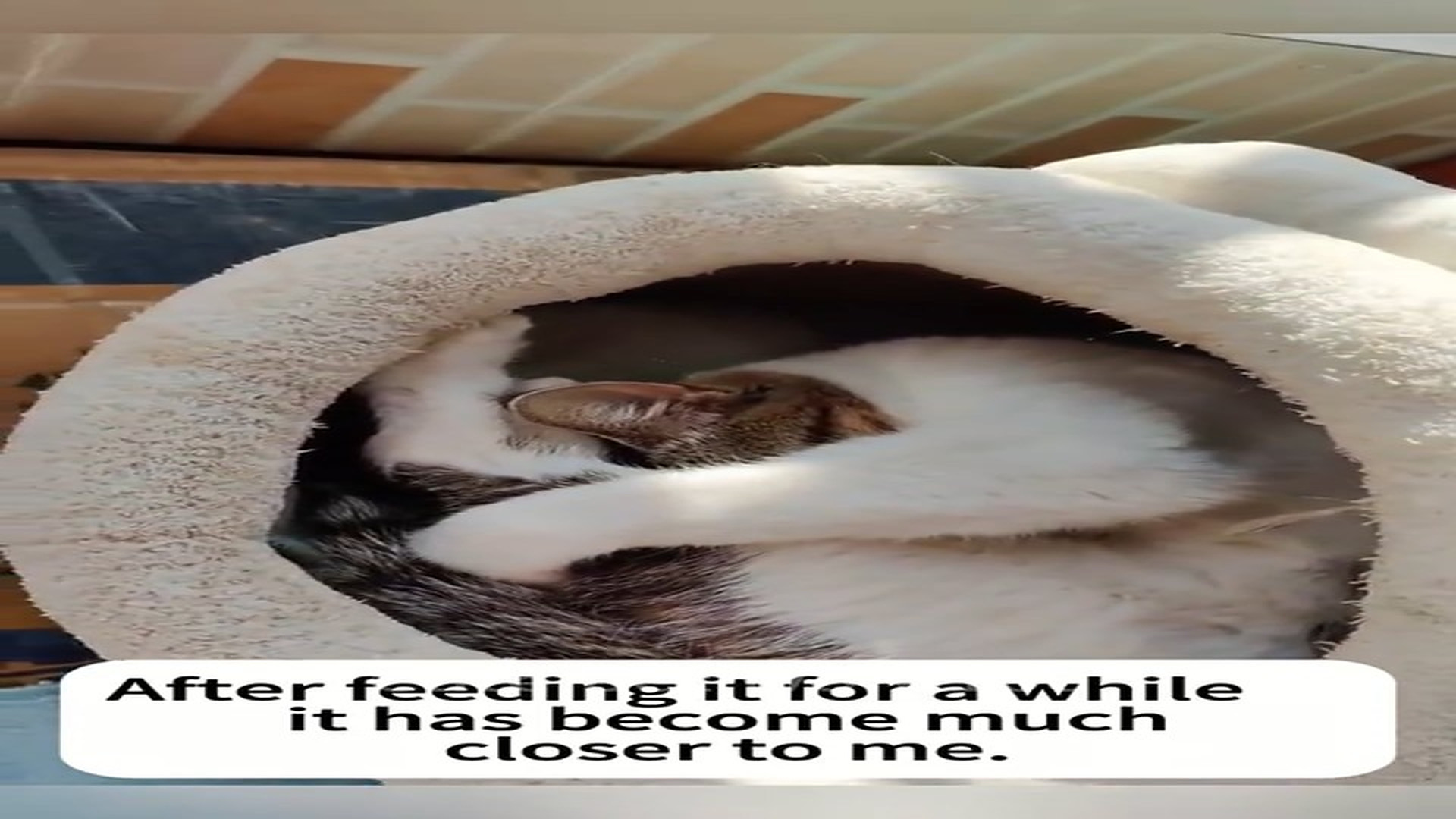 Full Story D2006003_Rescue stray cats#love #cat #cats #catsoftiktok #catlover #animals_part 2