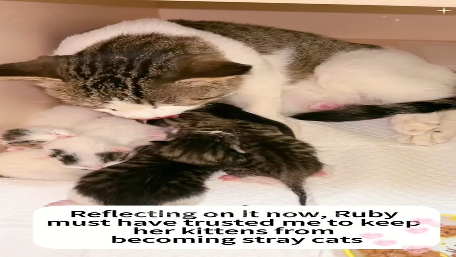 Full Story D2006009_Rescue stray cats#cats #catsoftiktok #rescueanimals #rescuecat #straycat #bonding #catslovers #love_part 2