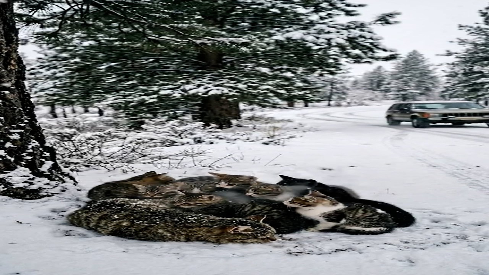 Full Story D1706004_reactions Snowy Rescue Woman Saves Cat Family #viralreels #trending #animallove #viralvideo #Amazingstory Animal Safe Z