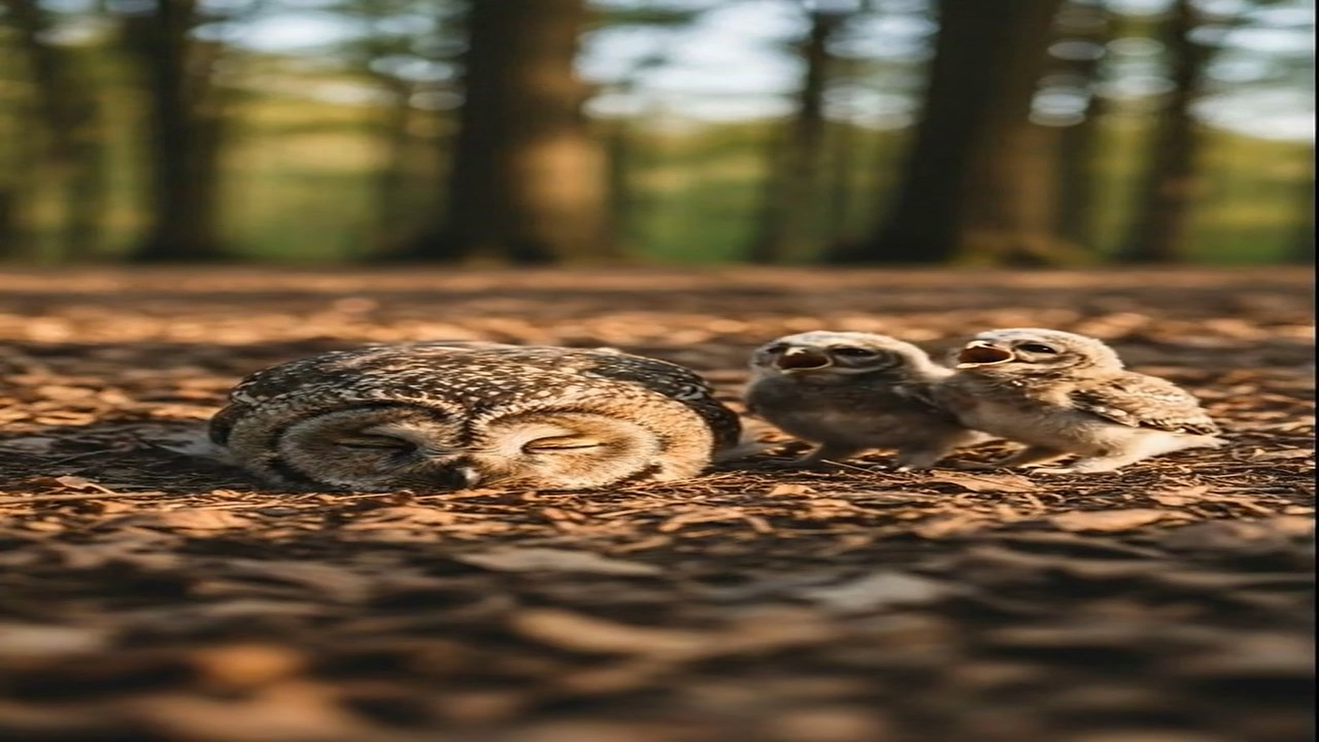 Full Story D1706068_Monkey Shows Follow Me Board to Owl Babies Heartwarming Forest Scene