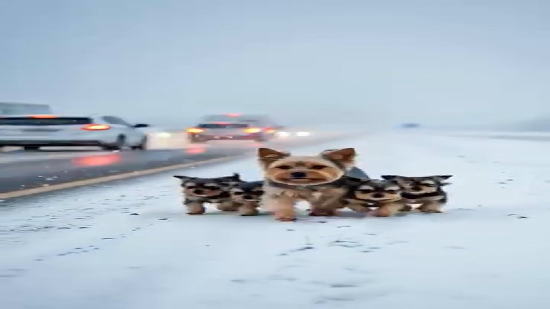 Full Story D1706078_Heartwarming Dog Puppies Story Cozy Moments Love