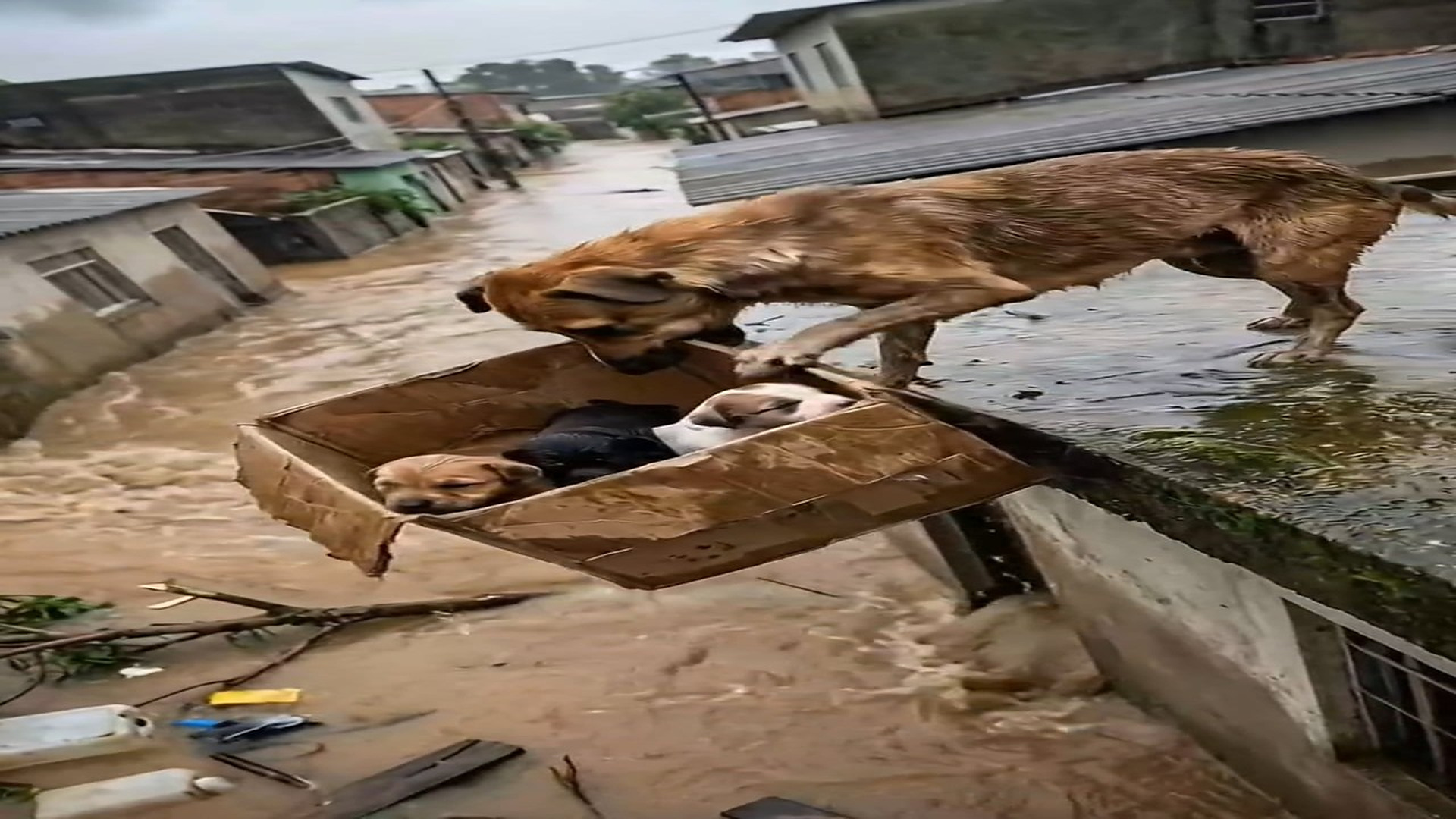 Full Story D1506068_Mother Love vs Flood