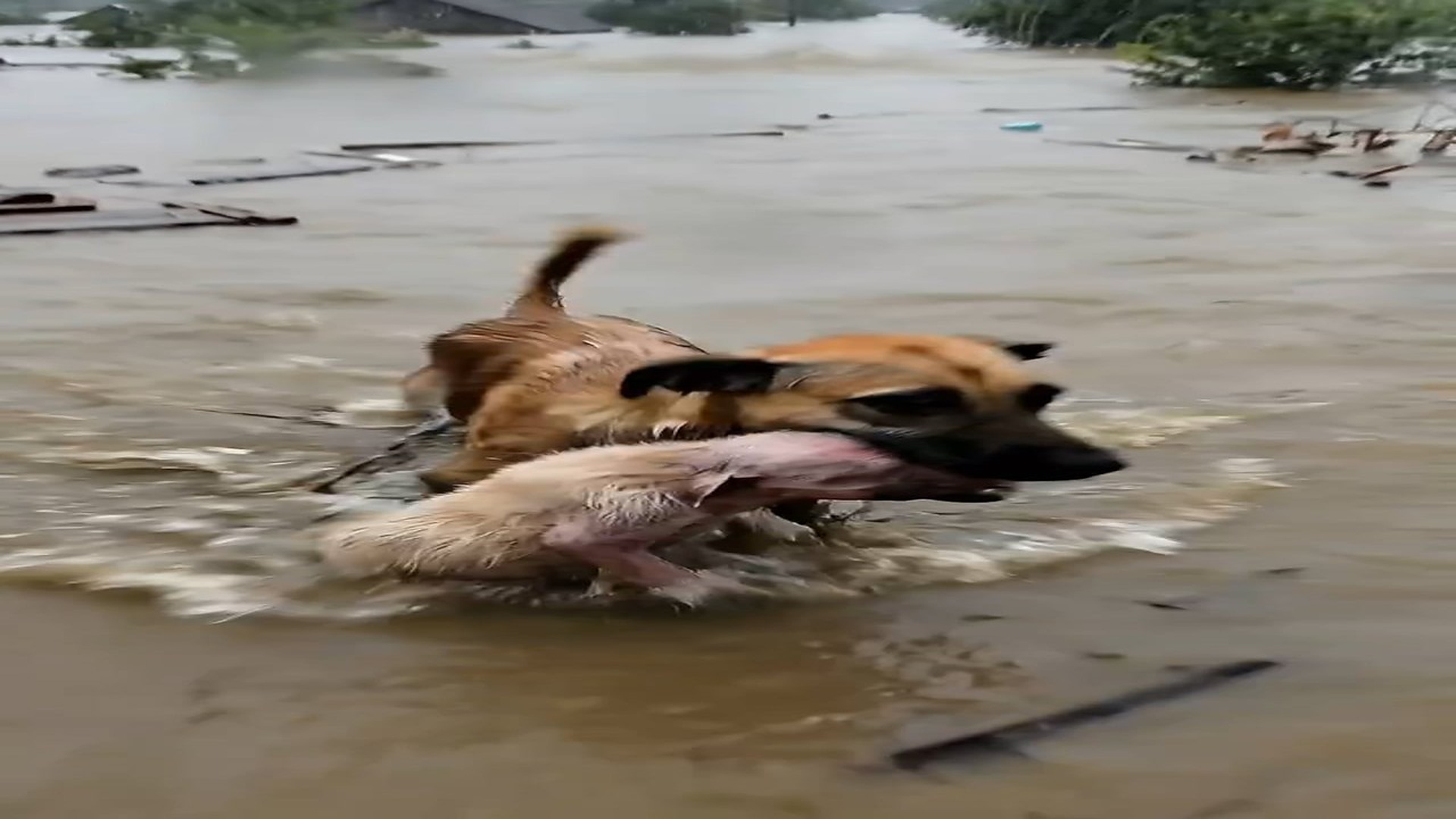 Full Story D1506085_Mother Instinct vs Flood Rescue Restores Faith