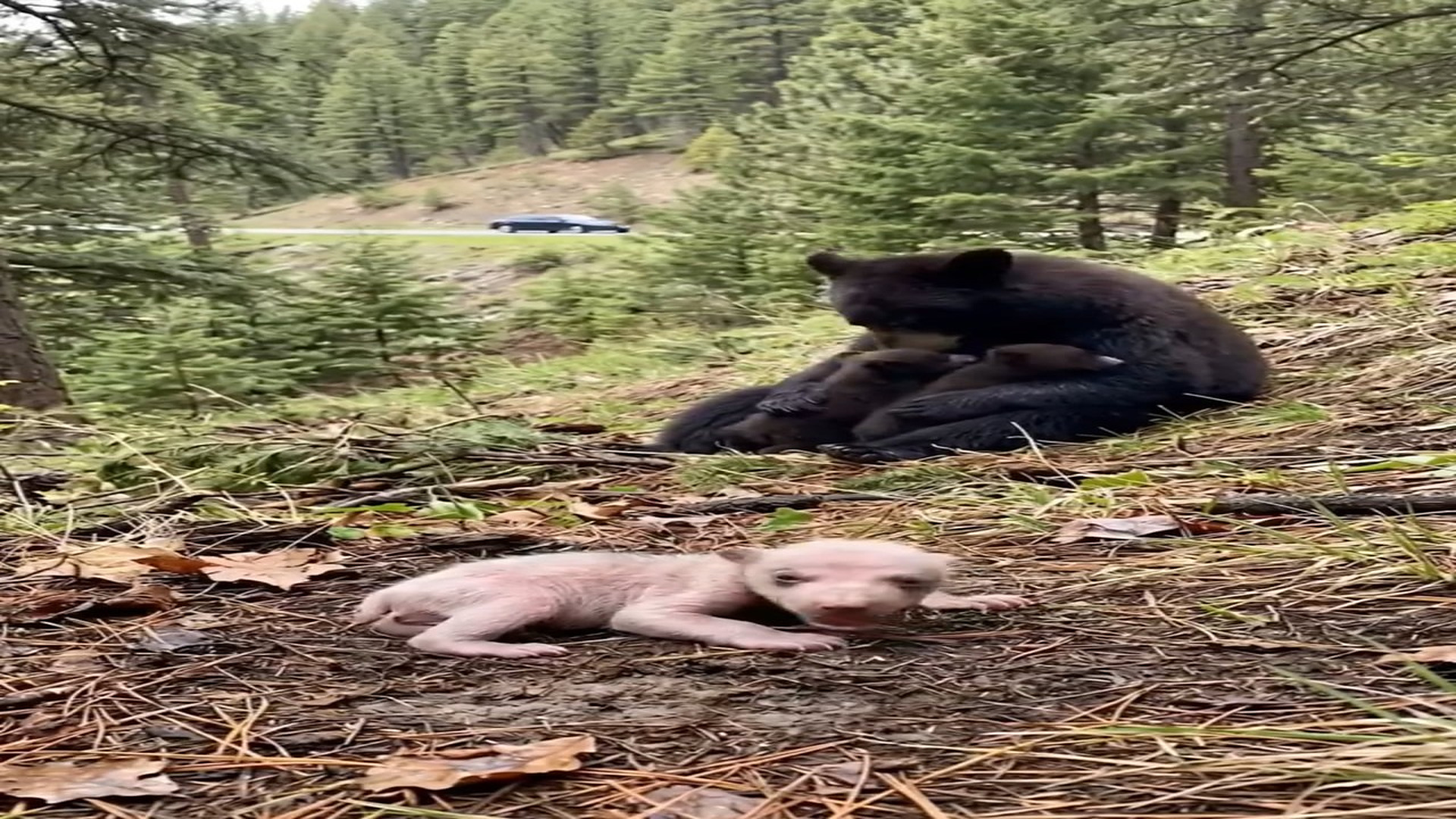 Full Story D2206021_reactions Helpless Abandoned Bear Cub #bear #Amazing #helpless #animal Rescue Road Tails