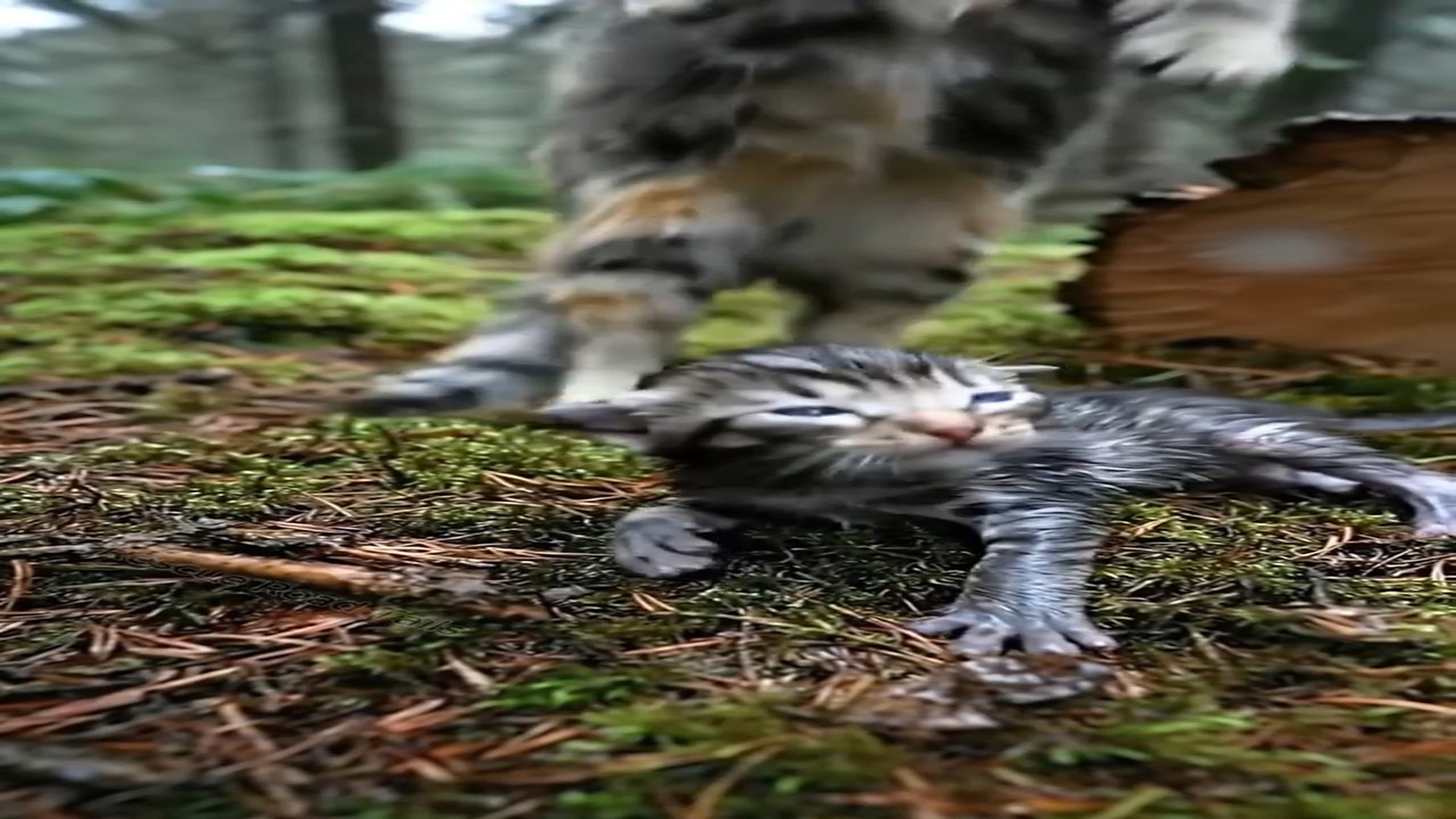 Full Story D2206057_reactions Cat Was Trapped Under log Rescued By Human #kitten #cat #cute #rescue #Amazing Rescue Road Tails_part 2