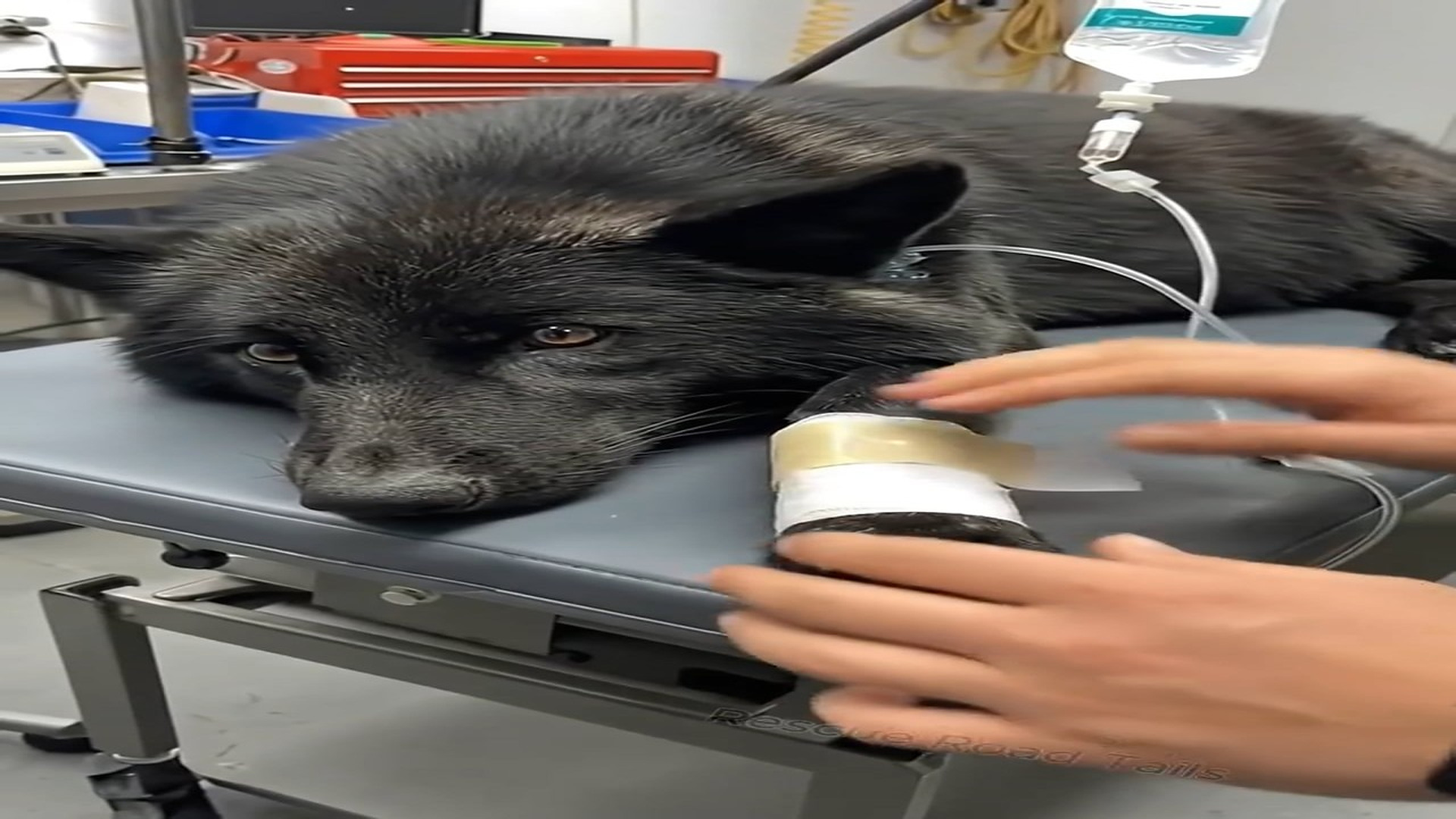 Full Story D2206062_Melanistic Gray Wolf Rescued By human_part 2