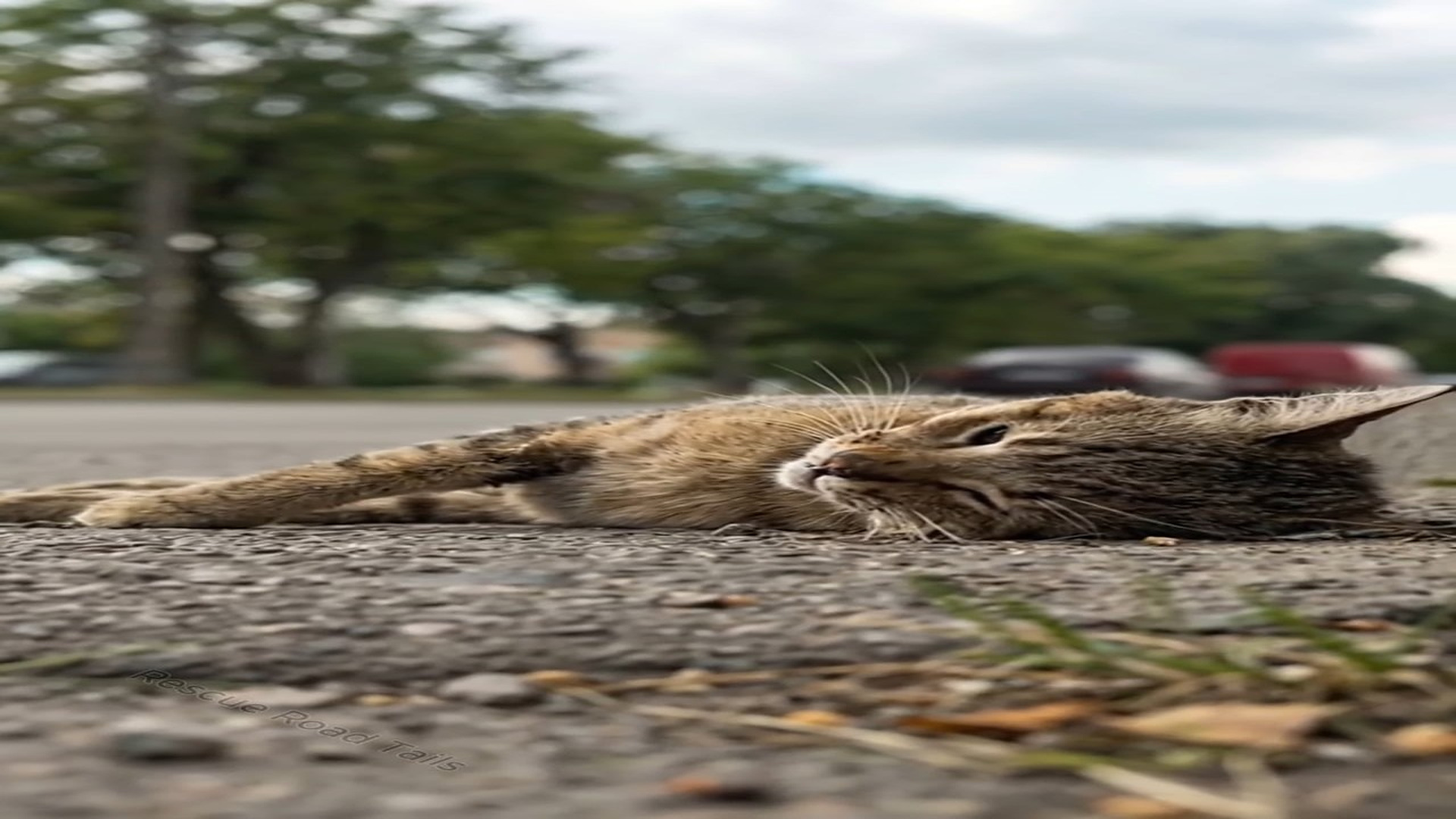 Full Story D2206067_Sick cat rescued by human