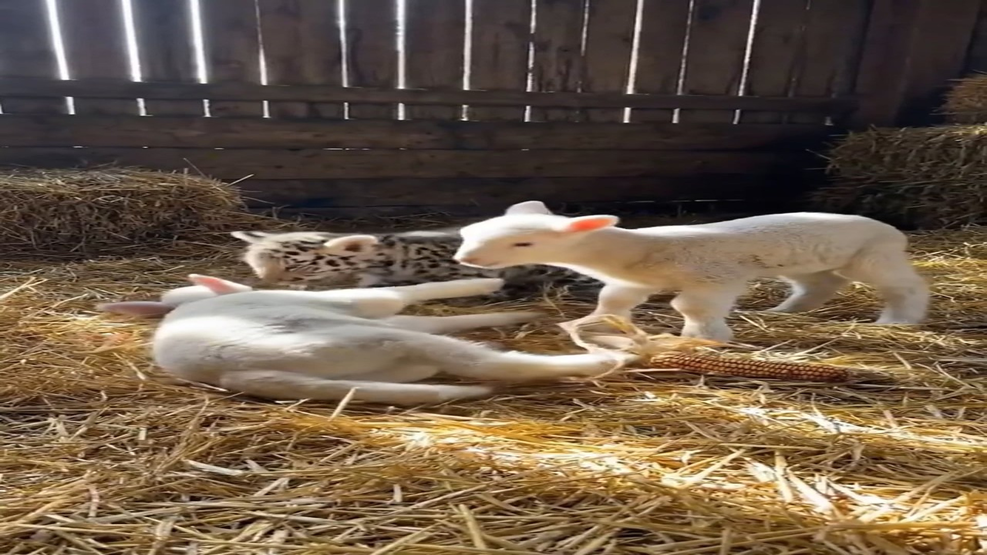 Full Story D2206068_Baby Cheetah Thinks Sheep Is Her Mother Later Becomes Their Protector_part 2