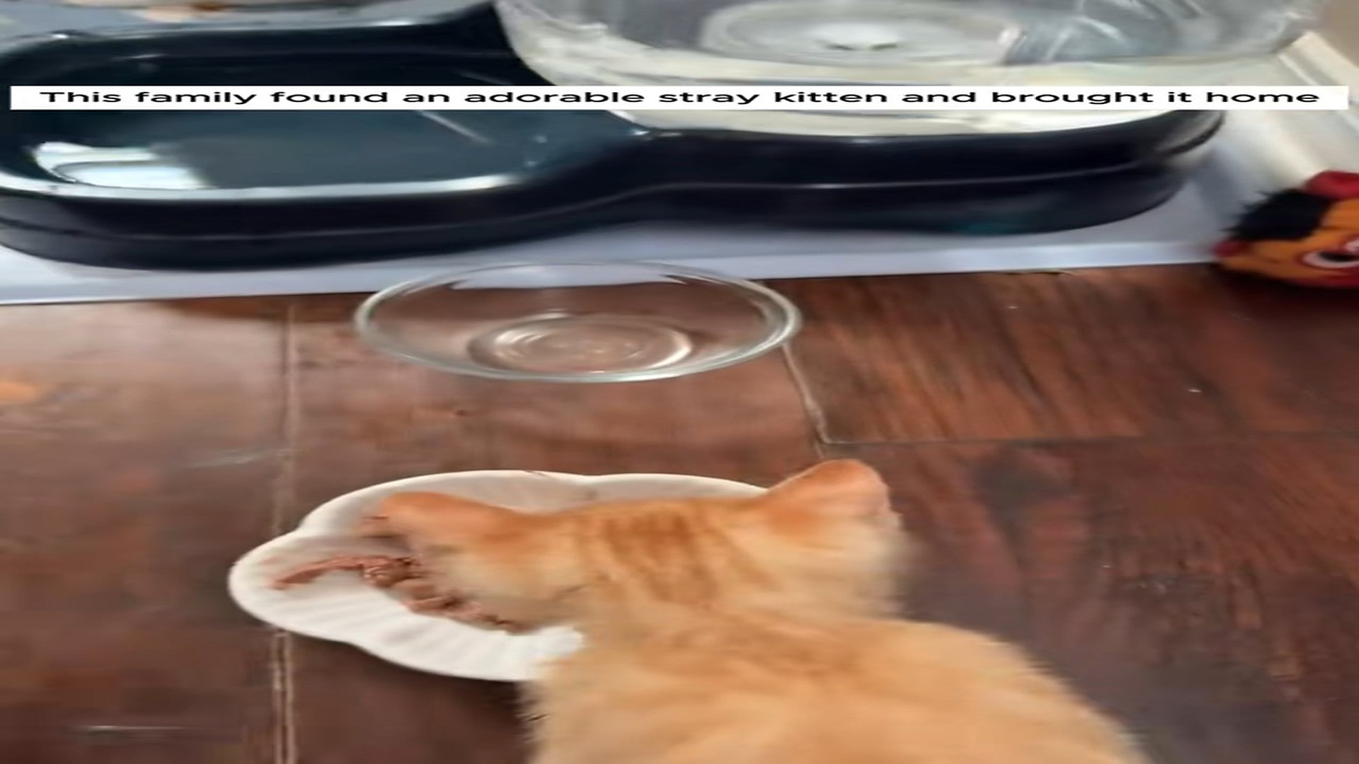 Full Story D2006017_family found stray kitten brought it home #animal #animals..._part 2