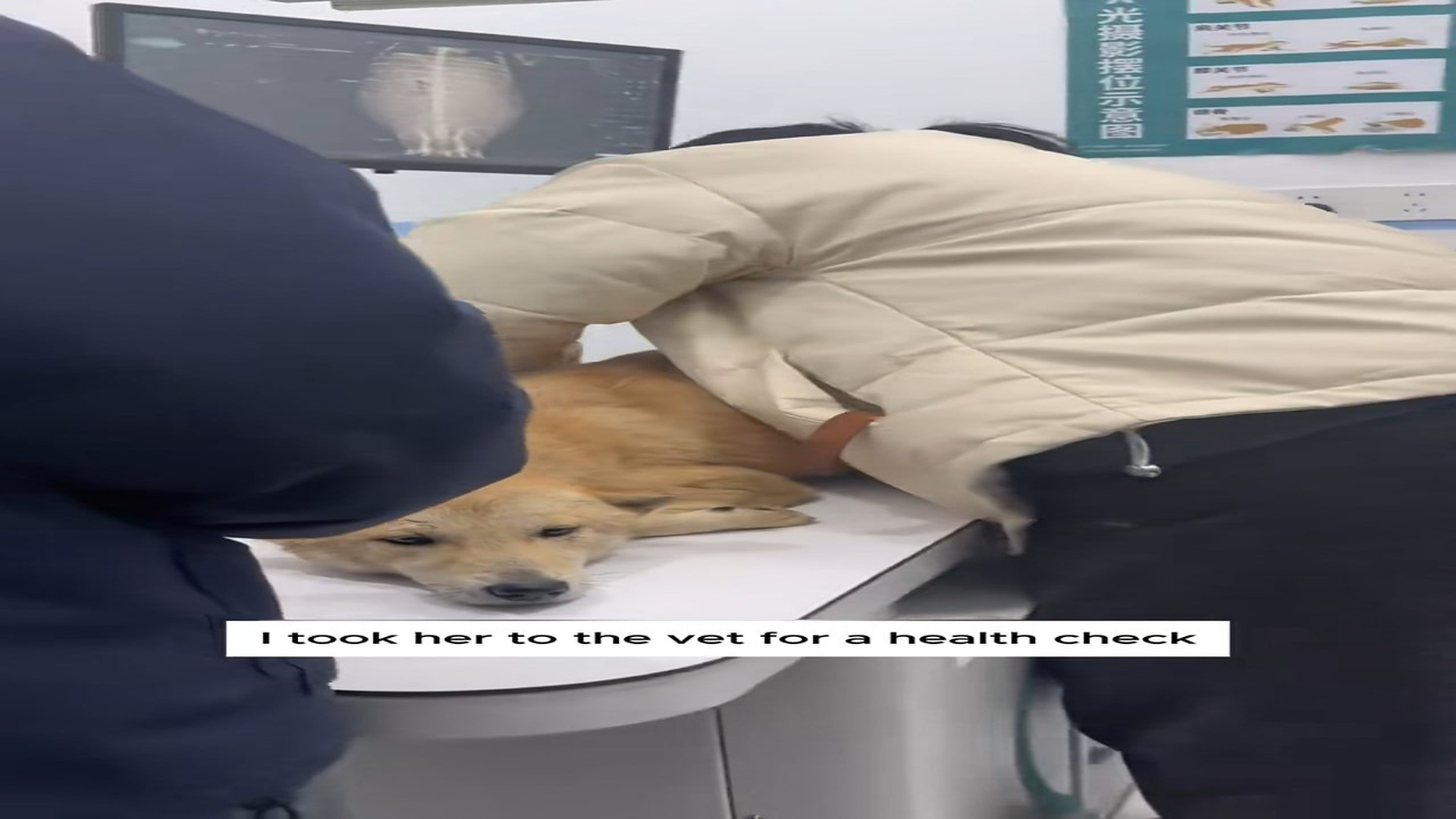 Full Story D2006020_Girl rescued an injured dog stuck on highway #animal #animalsofti..._part 2