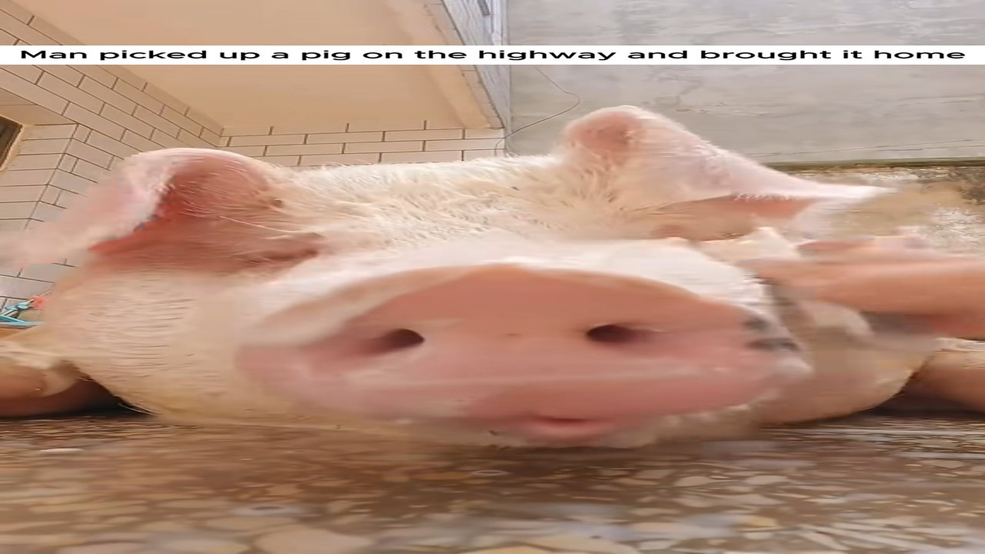Full Story D2006021_Man picked up pig on highway brought it home #animal #anima..._part 2