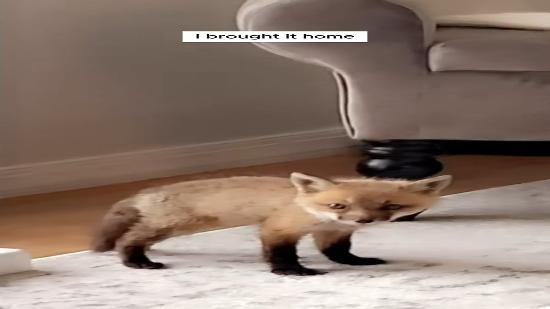 Full Story D2006023_Man rescued fox cub stuck its head in box #animal #animalsoftikto..._part 2