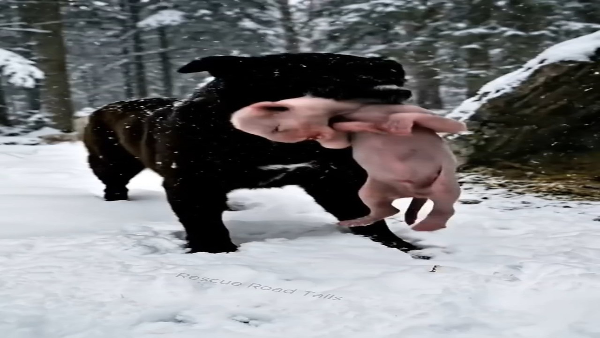Full Story D2206061_An Arctic Baby Tiger Rescued By Dog_part 2