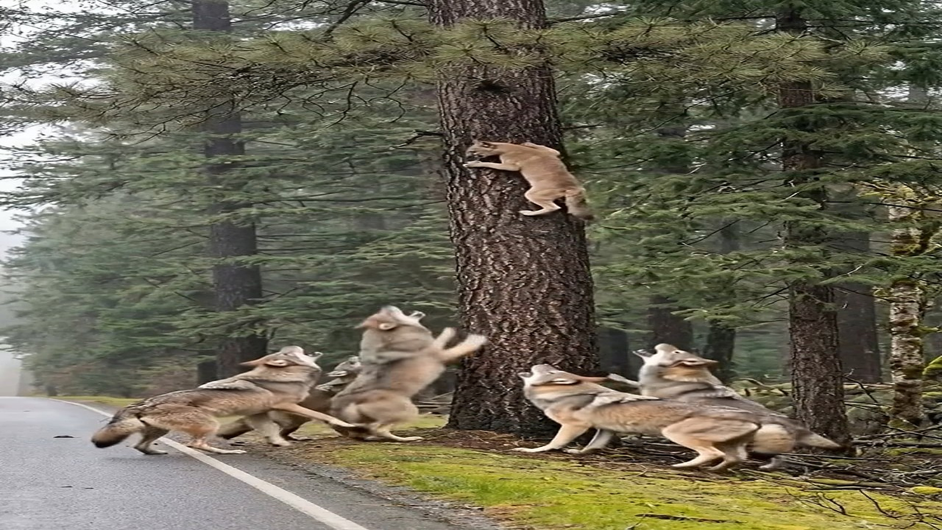 Full Story D2206074_Baby lion rescued pack of wolves