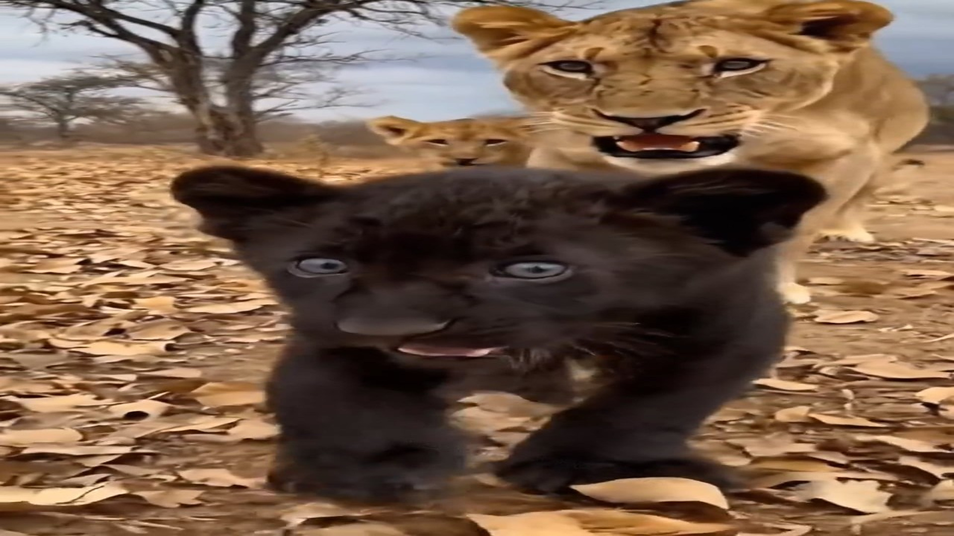 Full Story D2206075_Baby black panther fights long way to seek help to rescue her mother_part 2