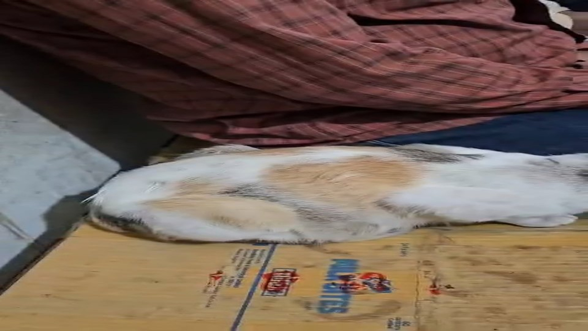 Full Story D2206023_Helpless Cat #cat #cute #Amazing Rescue Road Tails_part 2
