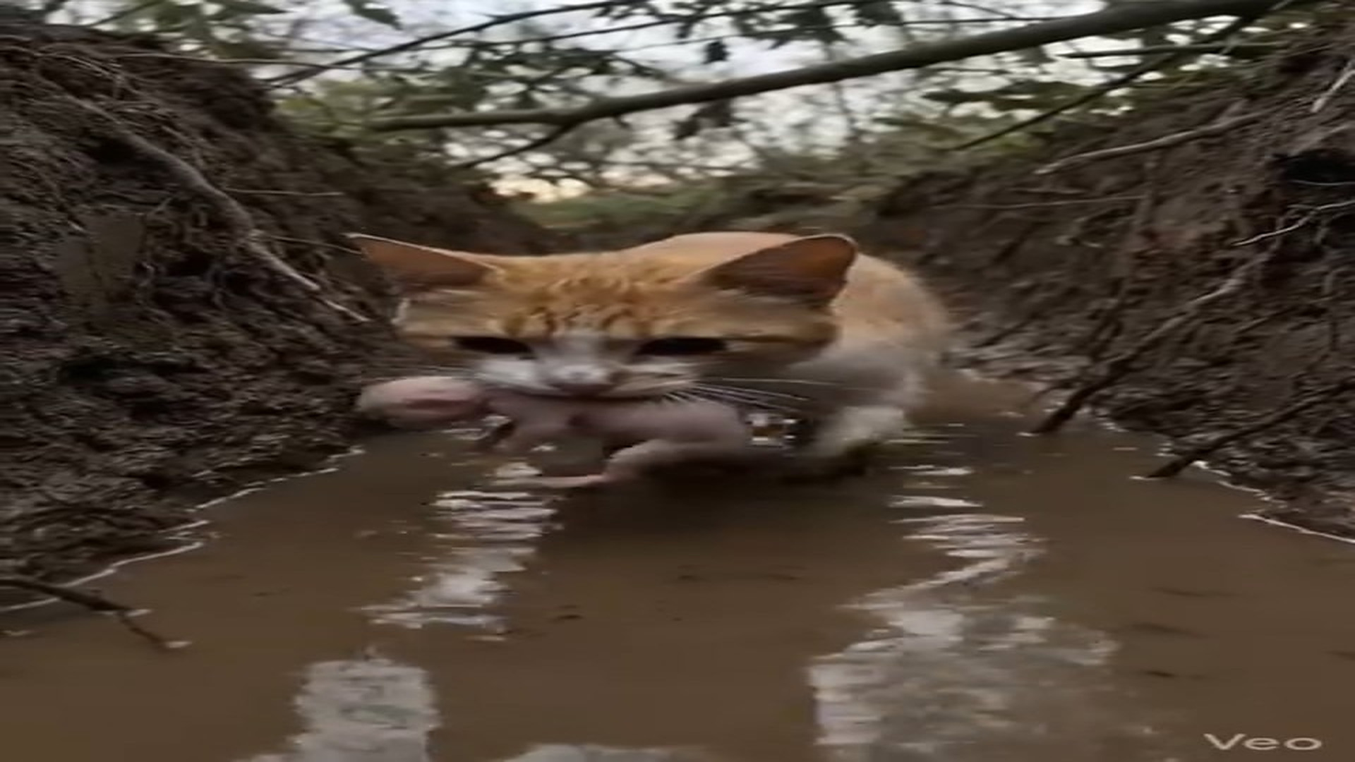 Full Story D1106050_reactions is what real love looks like mother saving her fragile baby #cats #cat #kitten #kittens #rescue #animal #anim