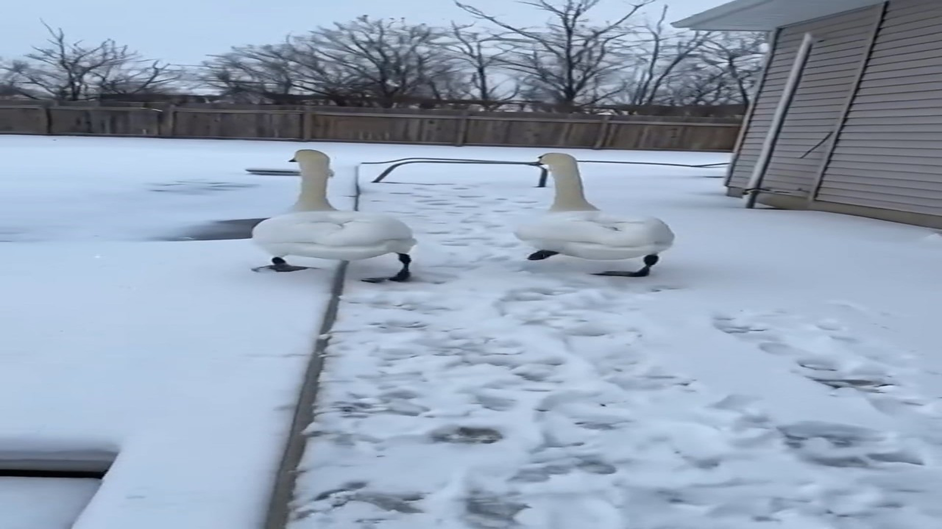 Full Story Full Stoư'[l9l D2206024_reactions These Swans Were Freezing in Snow Then Man Saved Them Rescue Road Tails_part 2