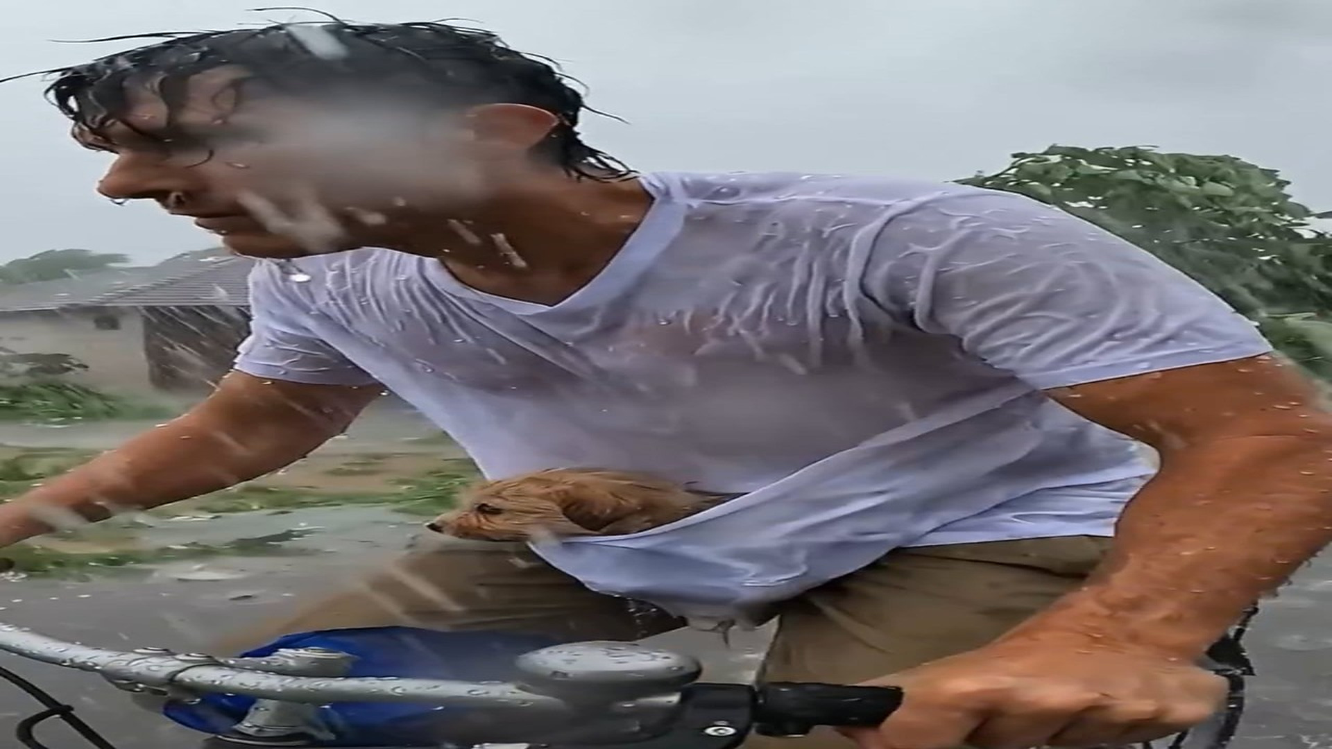 Full Story D2206008_reactions Helpless Puppy Rescued By Human #puppy #puppylove #cute #rescue #humanity Rescue Road Tails_part 2