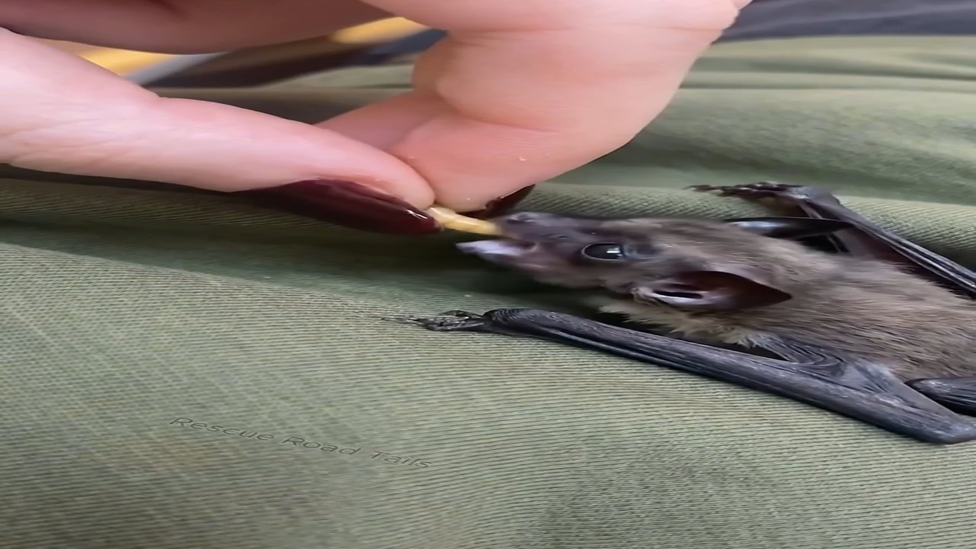 Full Story D2206033_reactions Baby Bat Rescued By Human Later Baby Bat Grown Into Big Cute Bat #bat #cute #rescue #humanity #Amazing Rescue