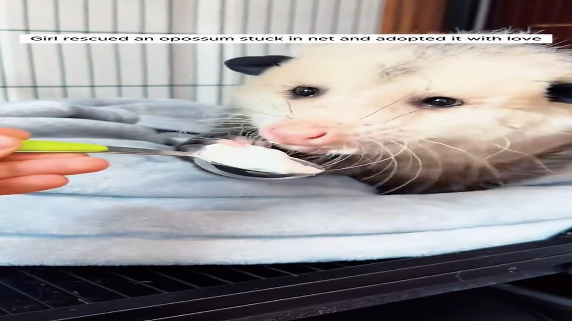 Full Story D2506005_Girl rescued an opossum stuck in net adopted it love #animal..._part 2