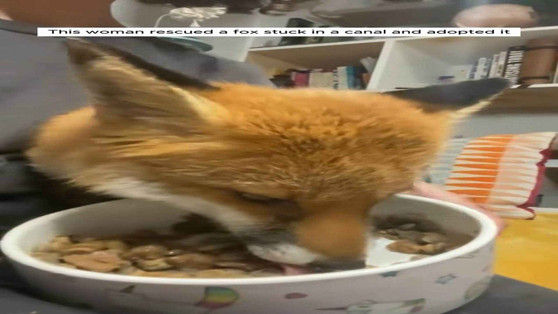 Full Story D2506014_Girl rescued fox stuck in canal adopted it #animal #animalsofti..._part 2