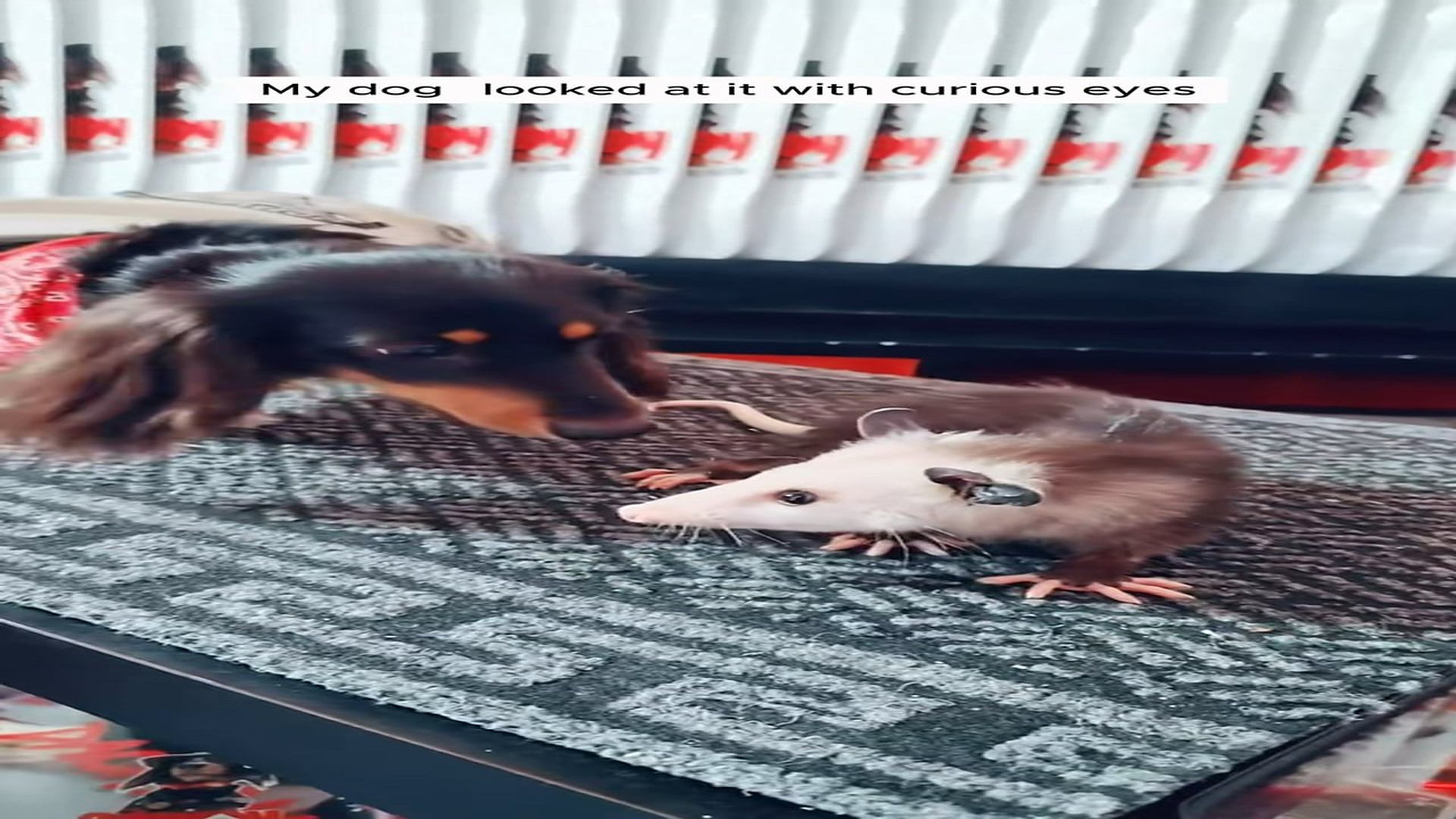 Full Story D2506021_woman rescued drowning baby opossum adopted it love_part 2
