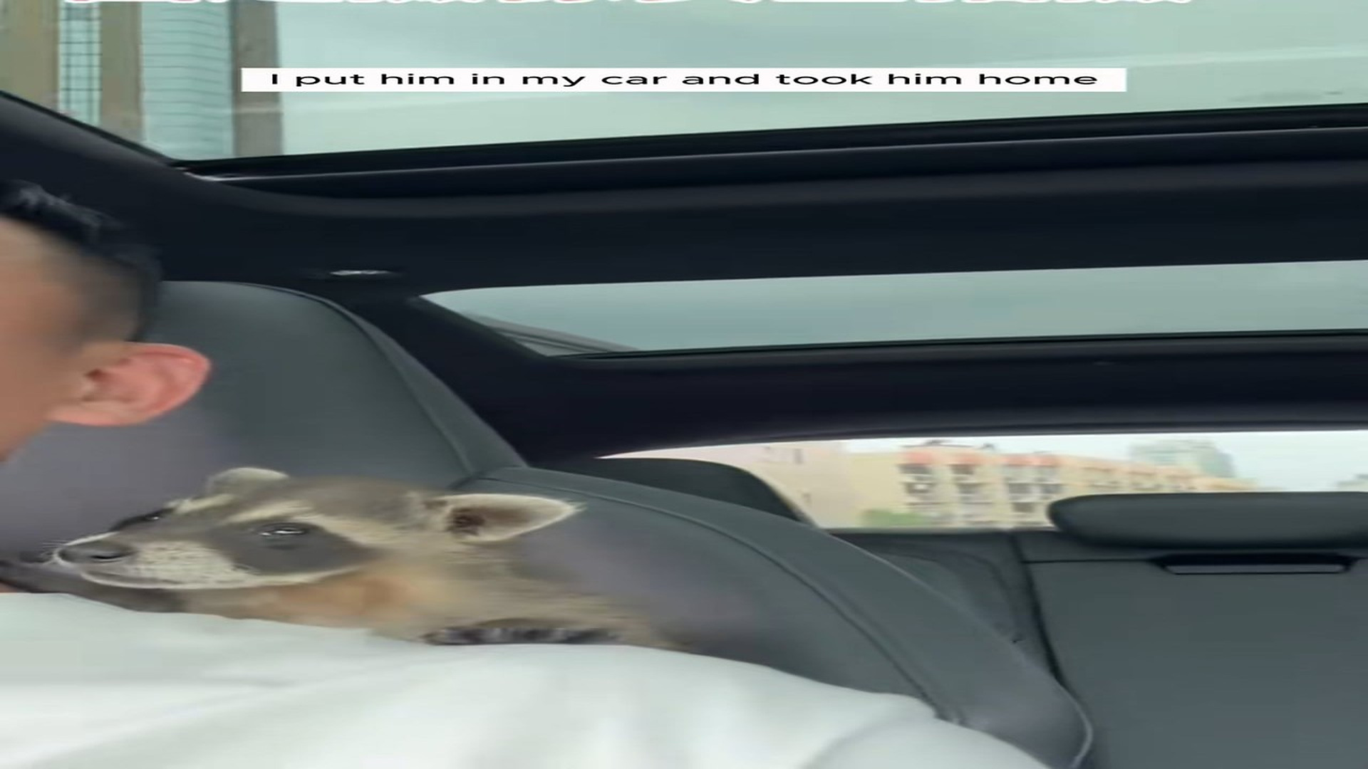 Full Story D2506023_Man found baby raccoon sleeping in middle of road broug..._part 2