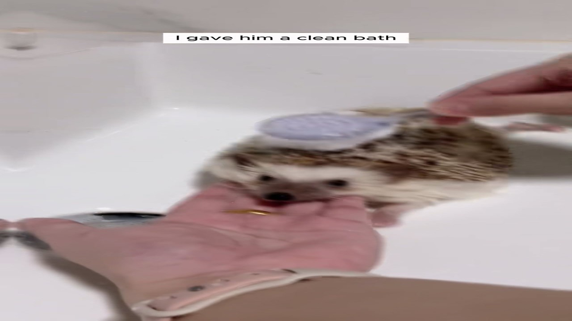 Full Story D2506024_couple rescued hedgehog stuck its head in jar adopted it..._part 2