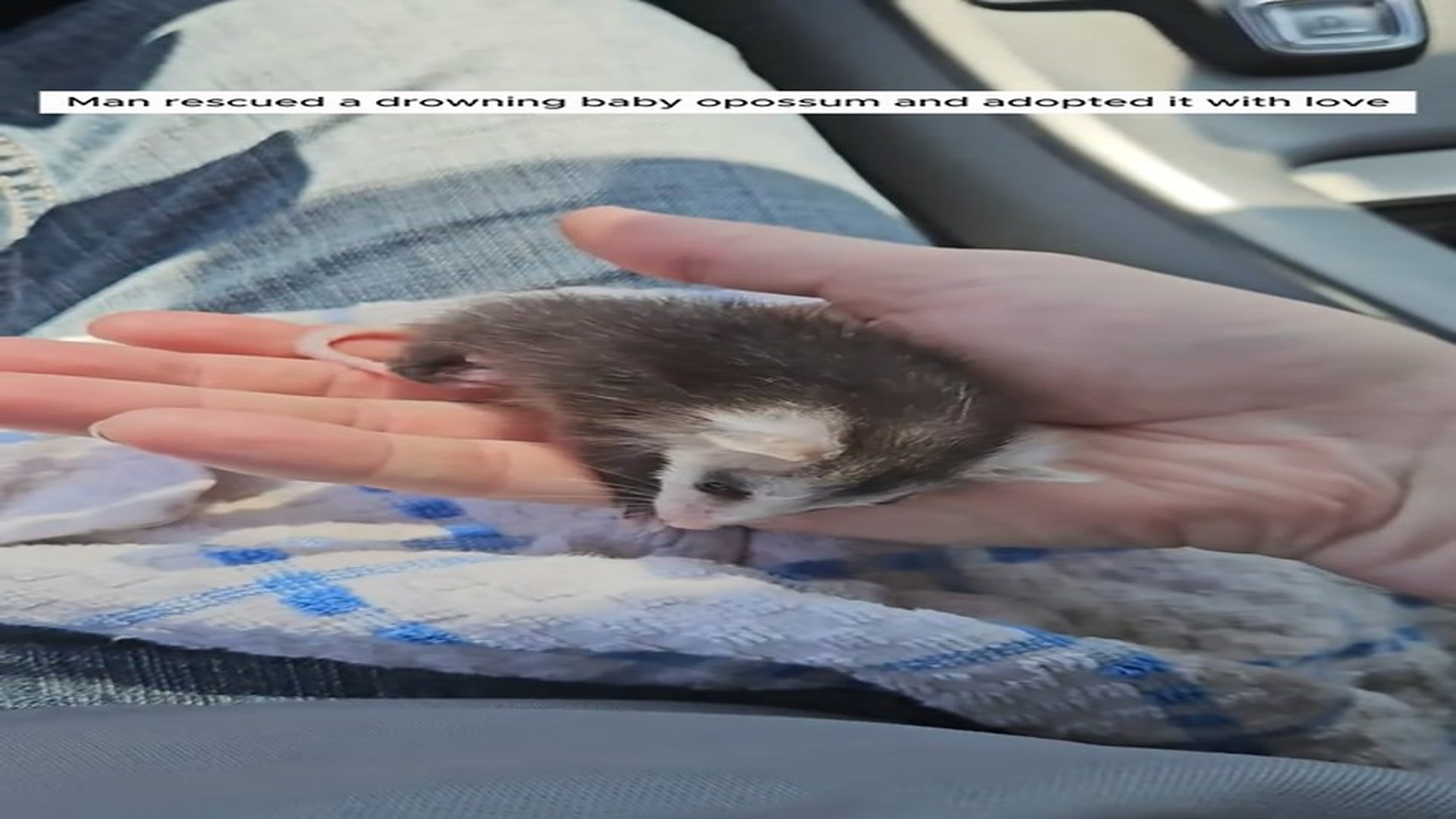 Full Story D2506029_Man rescued drowning baby opossum adopted it love #animal_part 2