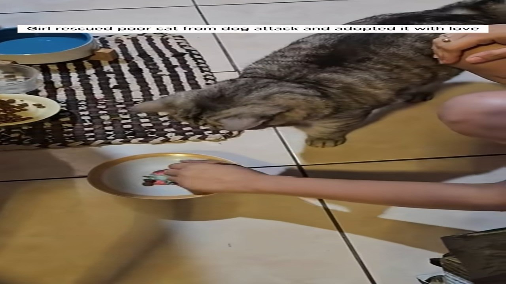Full Story D2506030_Girl rescued poor cat dog attack adopted it love #anima..._part 2