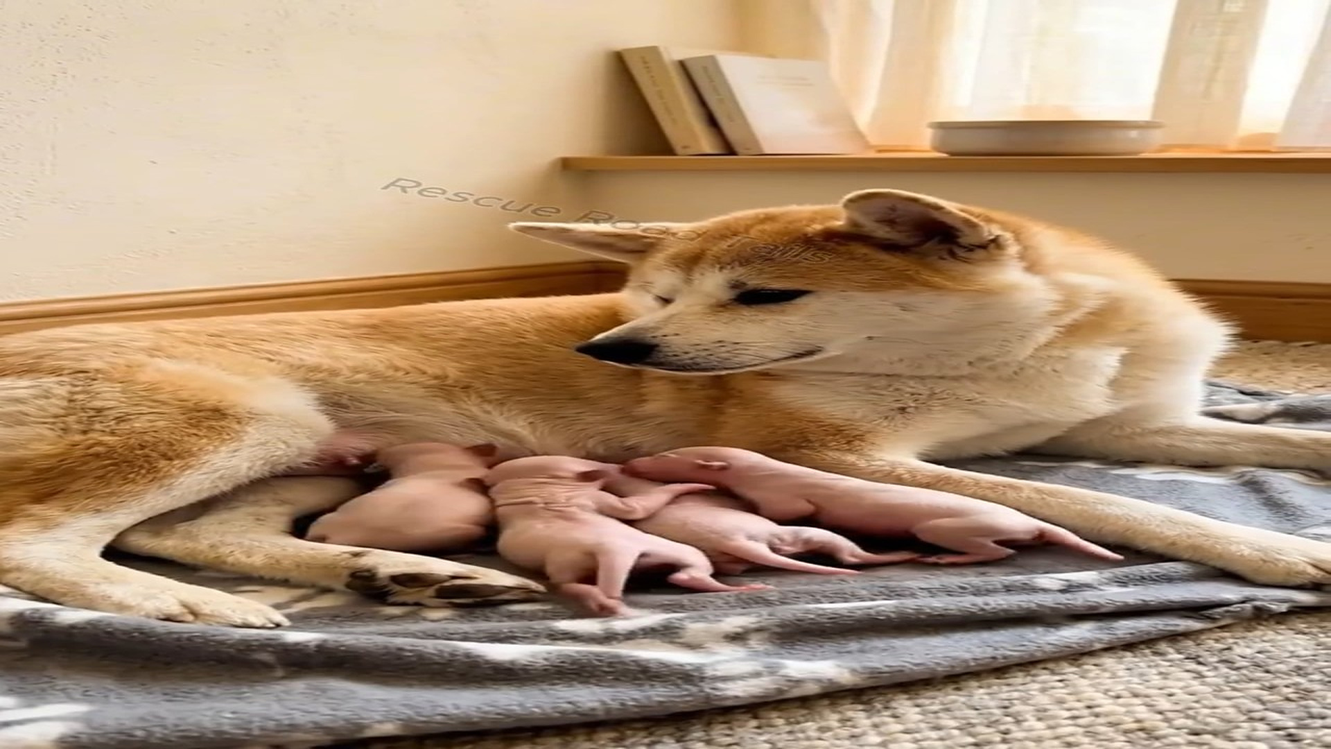 Full Story D2206040_reactions Pregnant Dog Rescued By Human #dog #cute #rescue #Amazing Rescue Road Tails_part 2