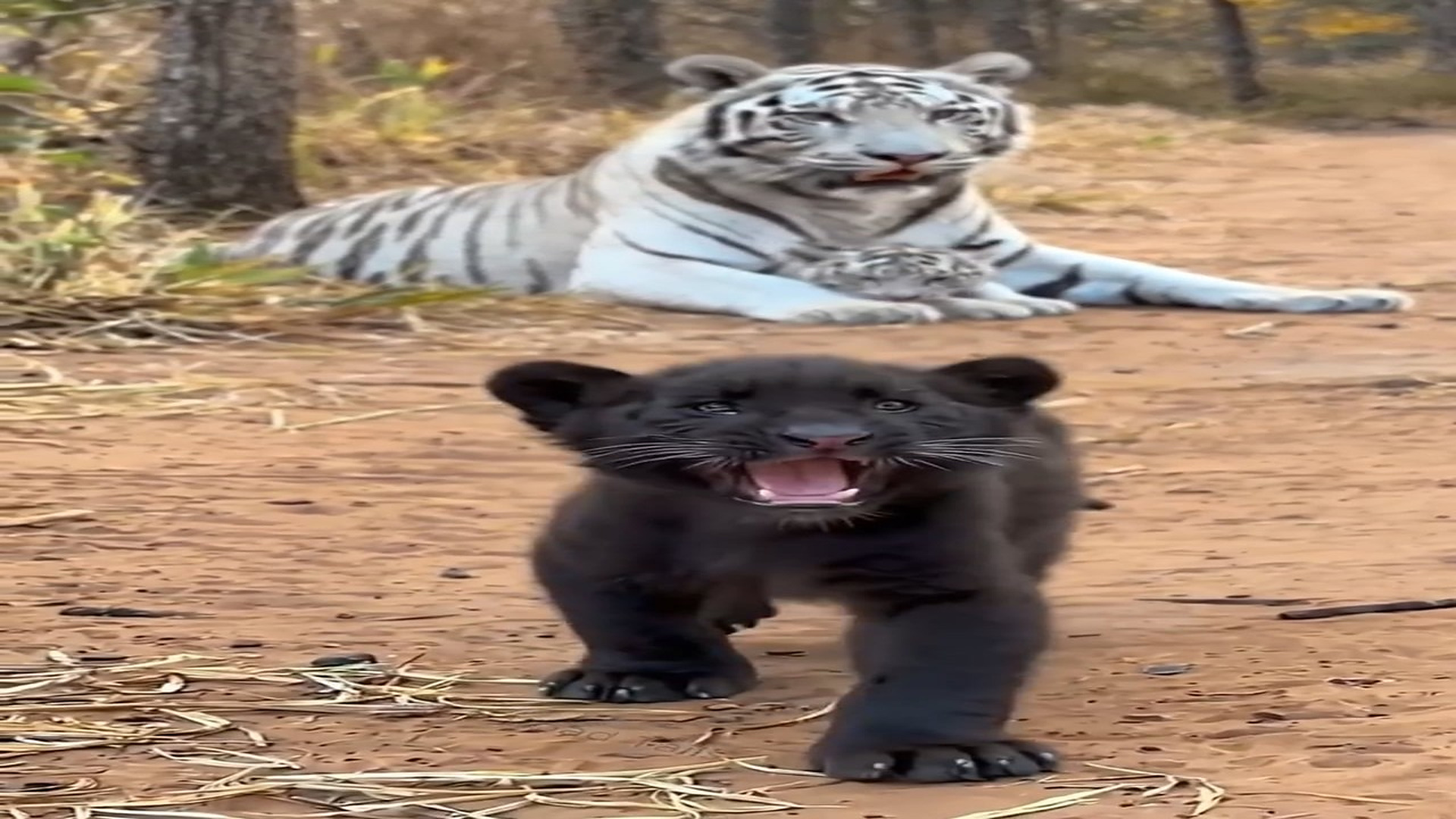 Full Story D2206045_Baby Tiger Abandoned By Mother Just Because She Was Different Later Rescued By Human #blackpanther #cute #rescue #human