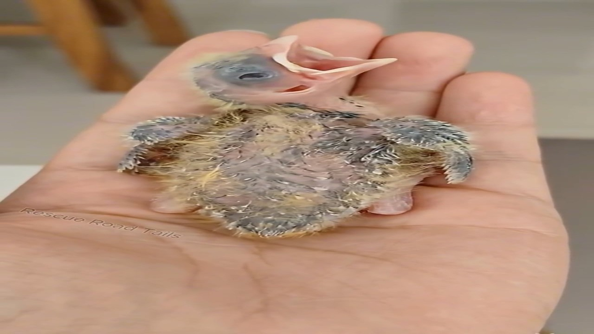 Full Story D2206050_Parrot Egg Hatched By Chicken #parrot #birds #cute #Amazing Rescue Road Tails_part 2