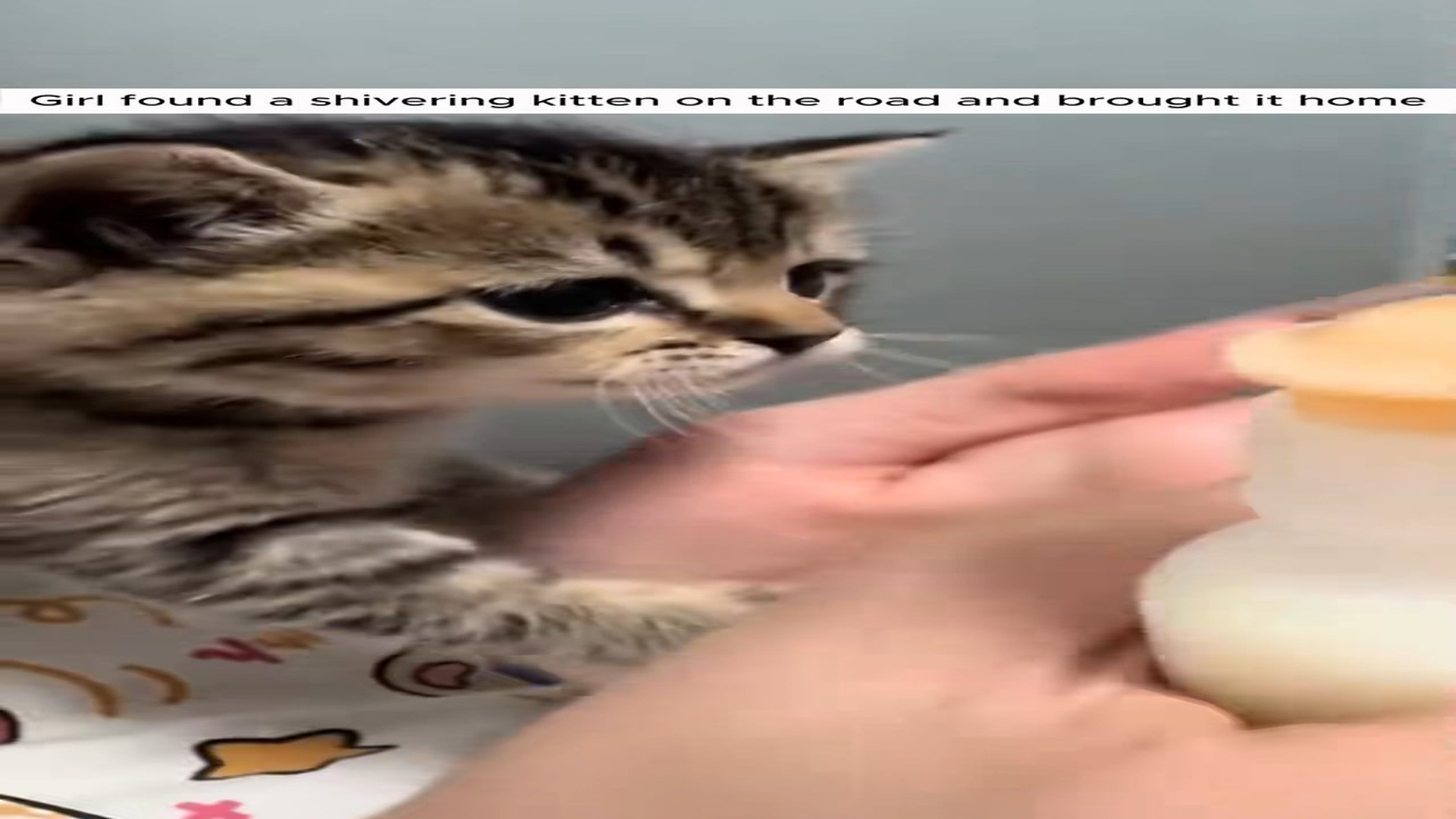 Full Story D2506005_Girl found shivering kitten on road brought it home #animal..._part 2